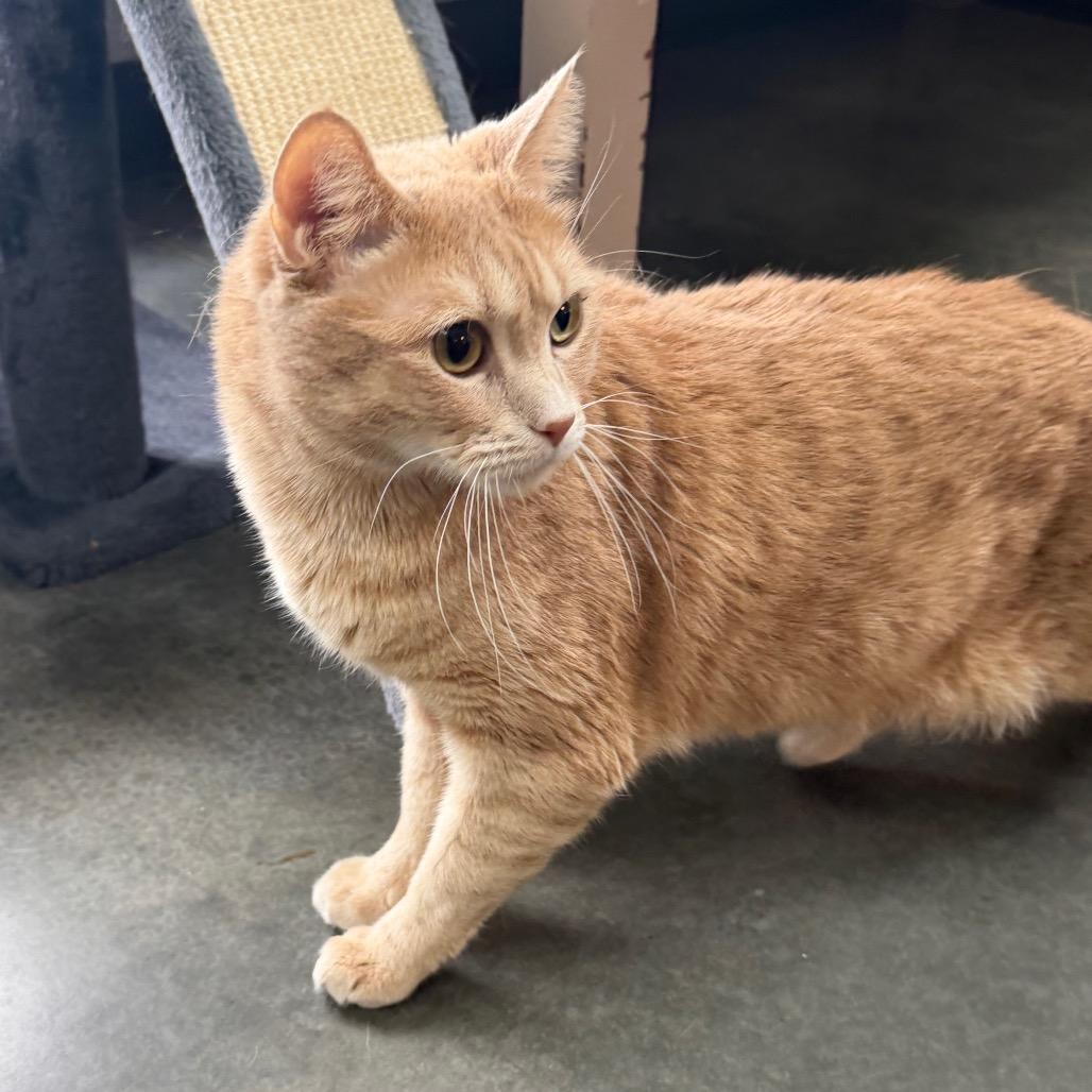 Enlarge Thomas, a Adoptable Domestic Short Hair in Idaho Falls, ID image 6/6
