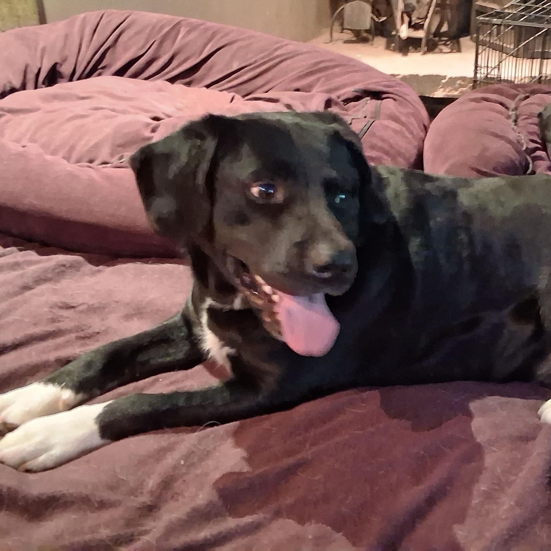 Enlarge Tony, a Adoptable mixed breed in North Jackson, OH image 4/6