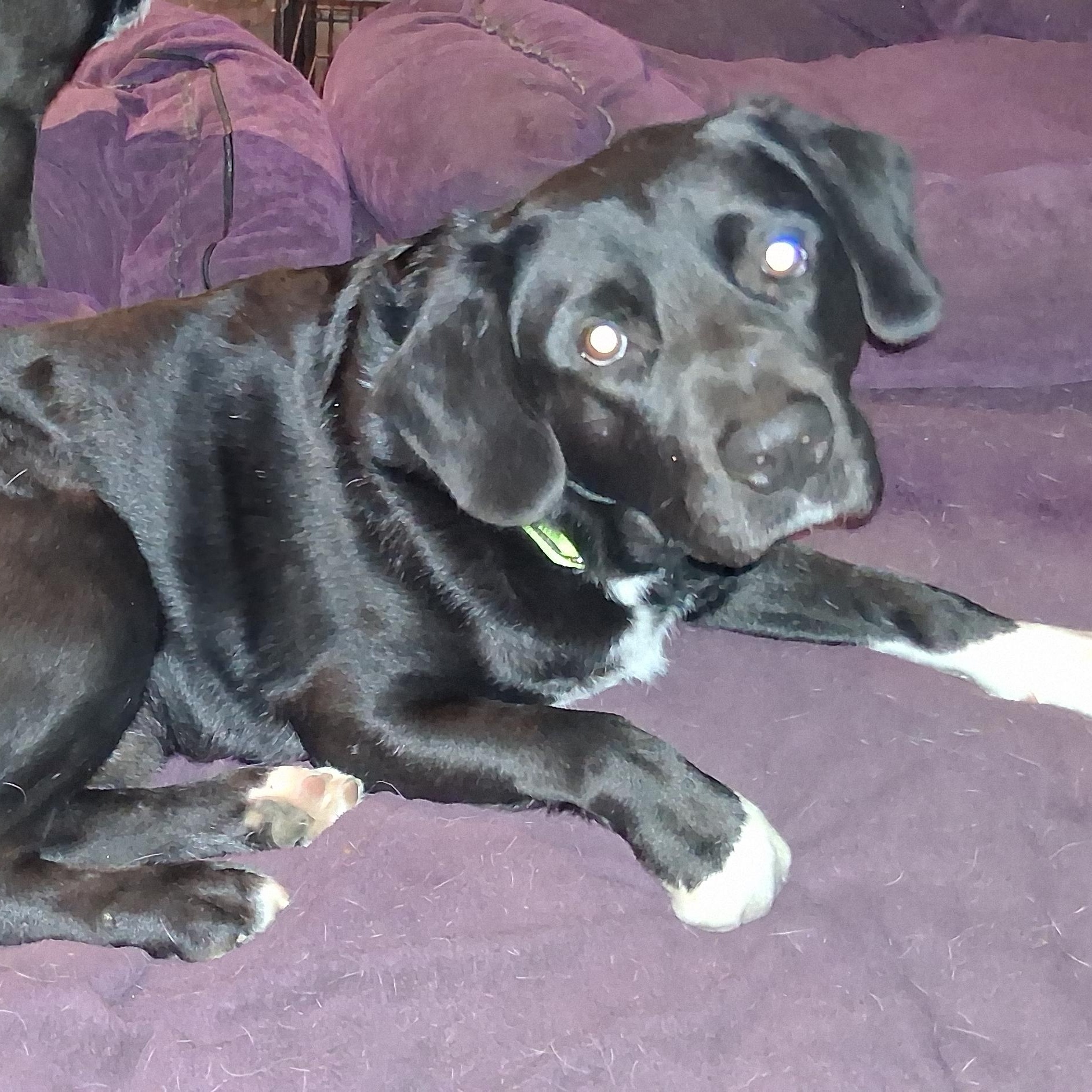 Tony, Adoptable, Young Male Black Labrador Retriever.