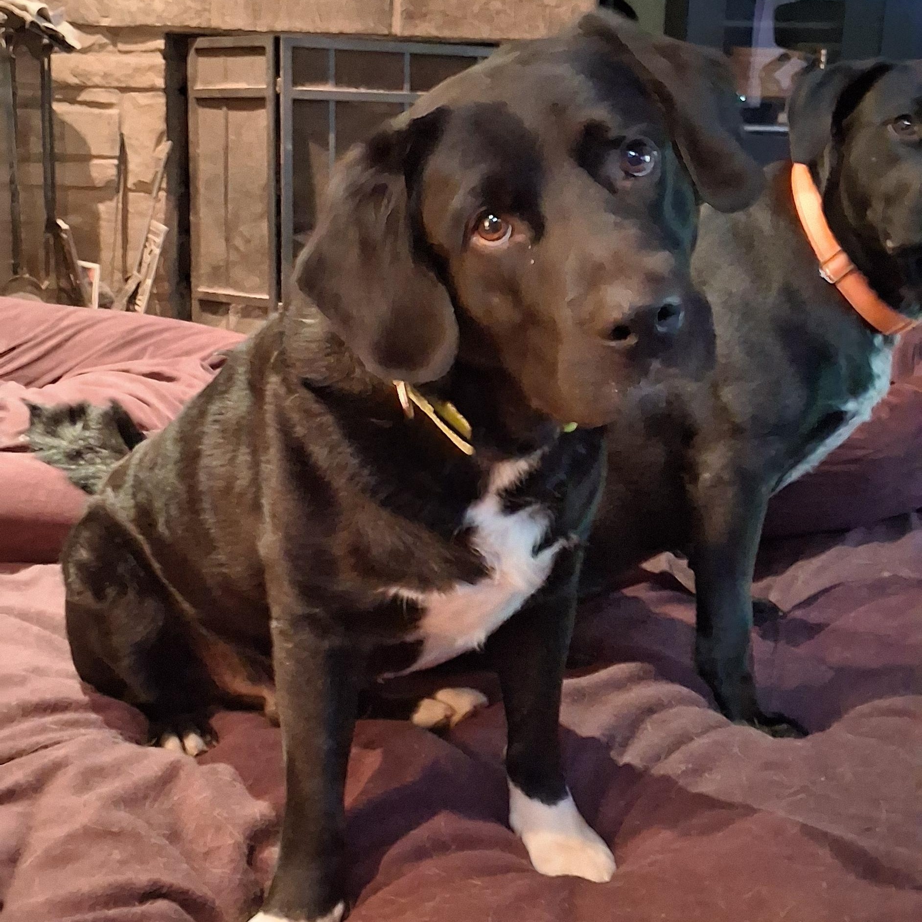 Enlarge Tony, a Adoptable mixed breed in North Jackson, OH image 5/6