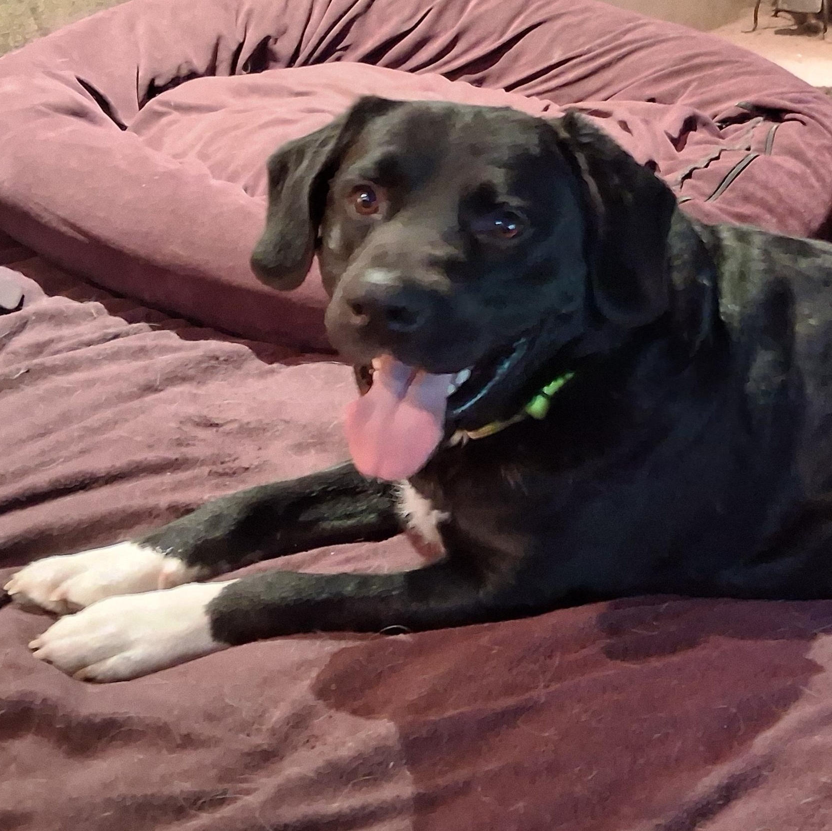 Enlarge Tony, a Adoptable mixed breed in North Jackson, OH image 3/6