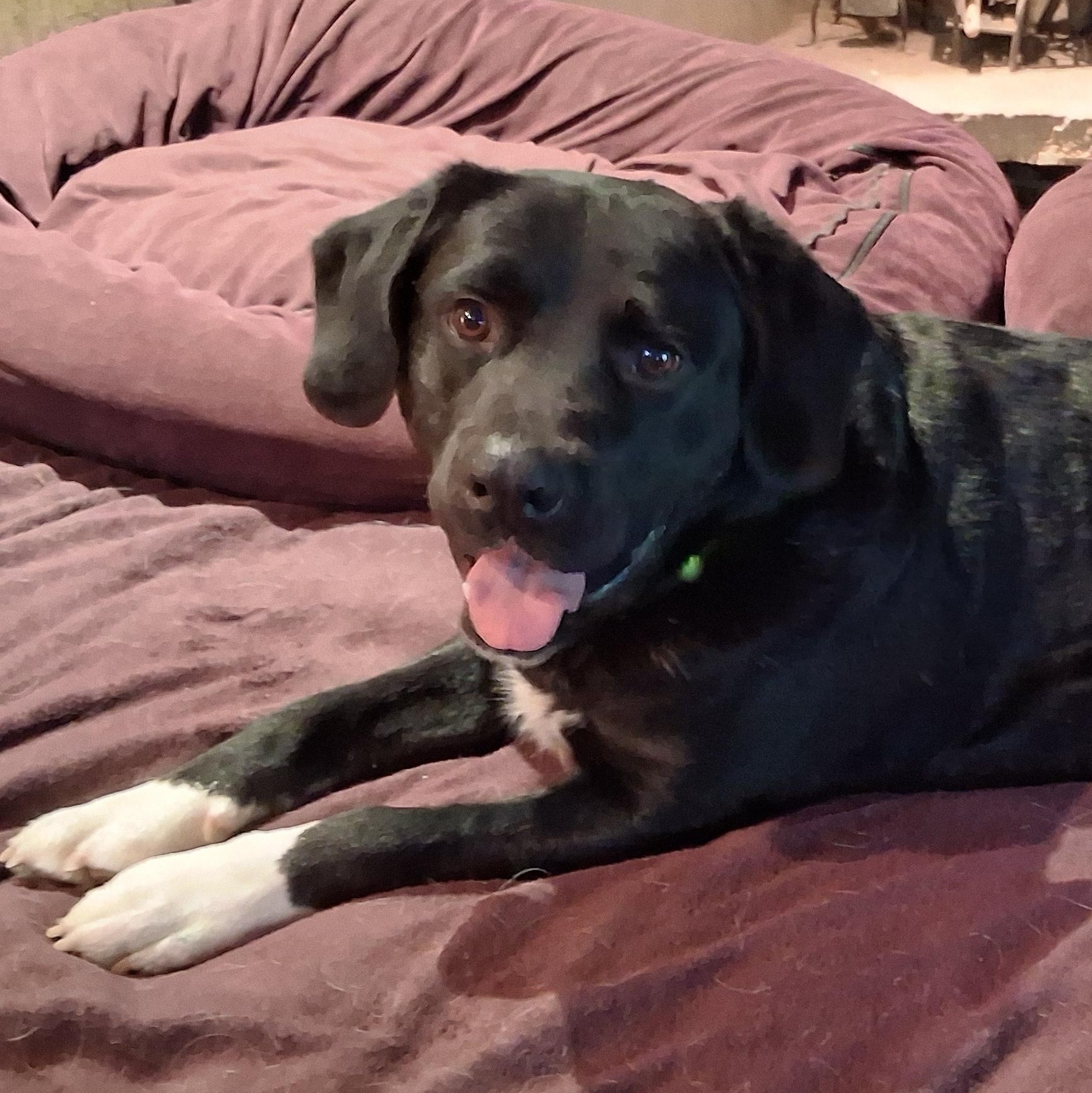 Enlarge Tony, a Adoptable mixed breed in North Jackson, OH image 2/6