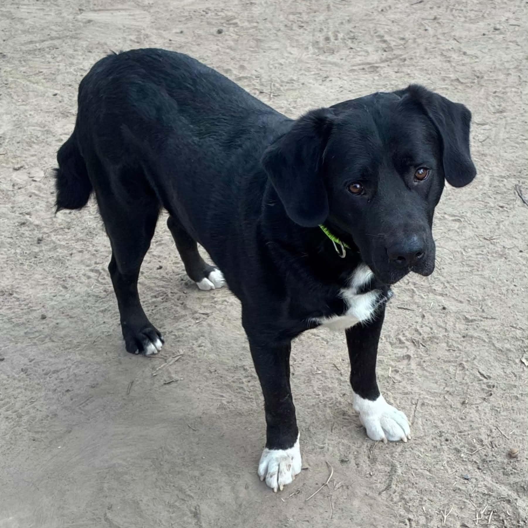 Enlarge Tony, a Adoptable mixed breed in North Jackson, OH image 6/6