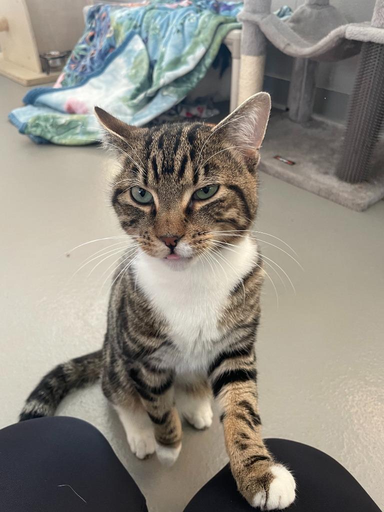 Olly, Adoptable, Young Male Domestic Short Hair.