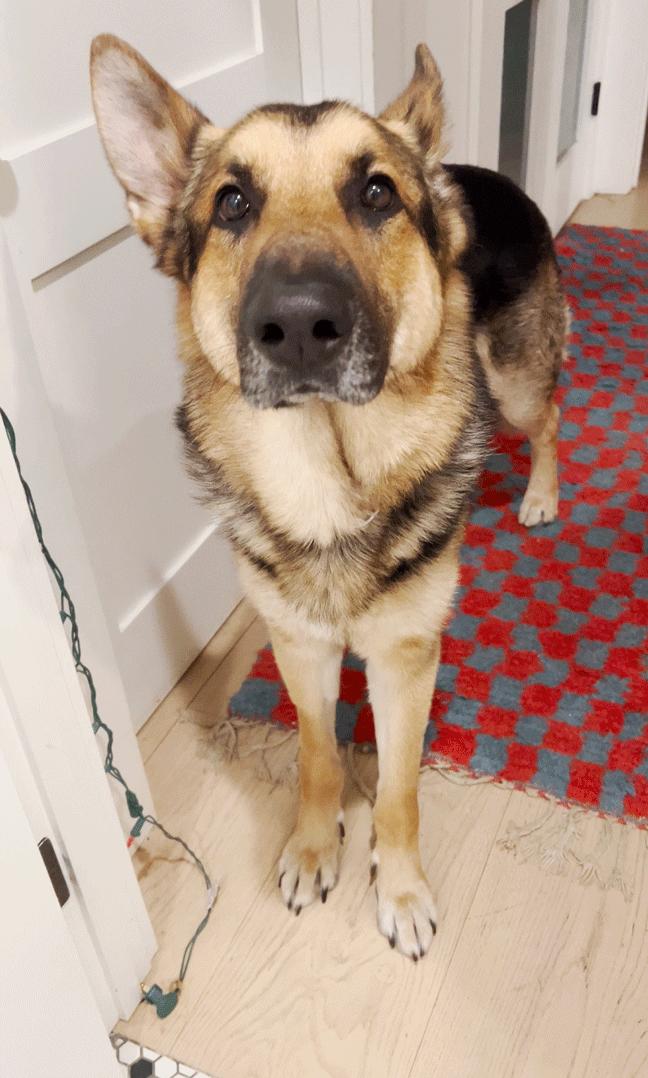 Enlarge Maverick, a Adopted German Shepherd Dog in Los Angeles, CA image 3/4