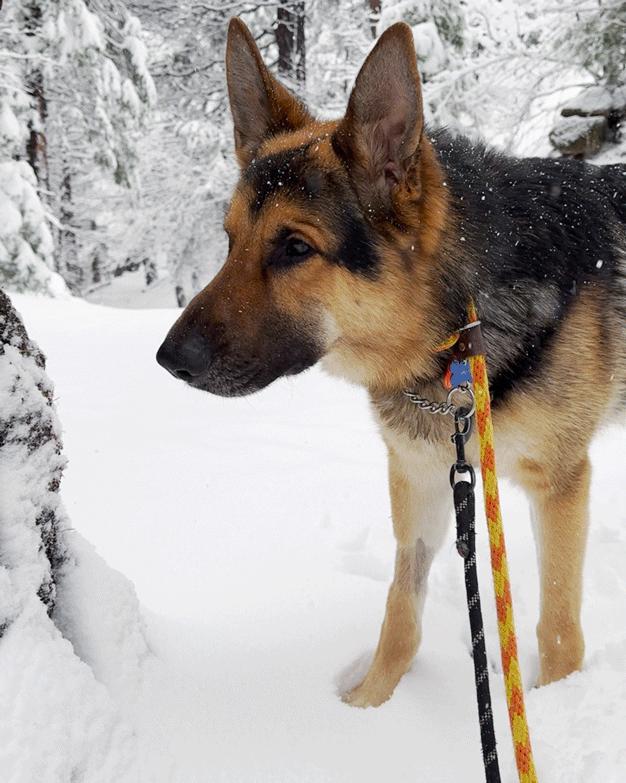 Enlarge Maverick, a Adopted German Shepherd Dog in Los Angeles, CA image 4/4
