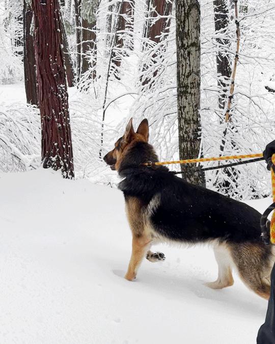 Enlarge Maverick, a Adopted German Shepherd Dog in Los Angeles, CA image 2/4