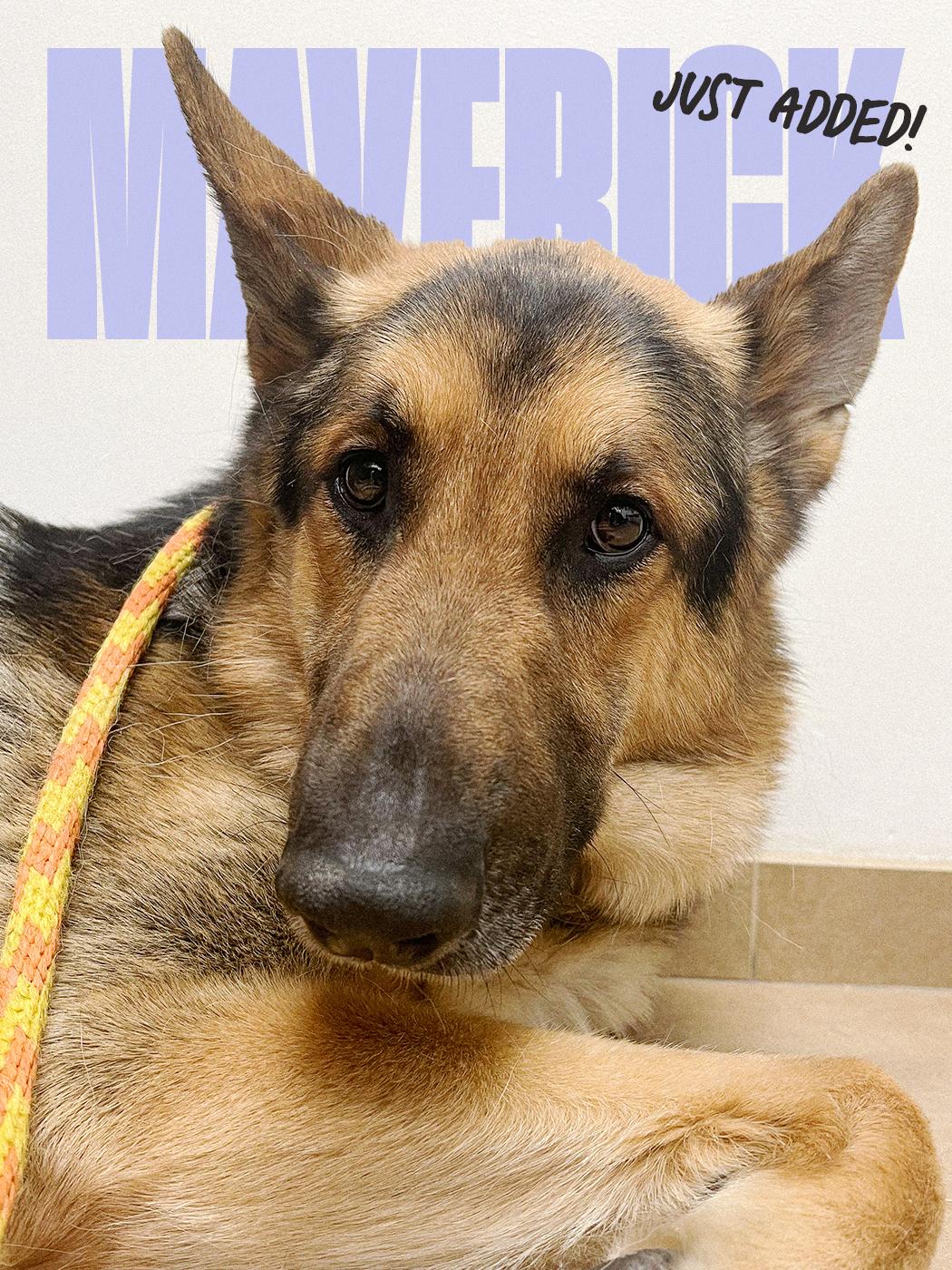 Enlarge Maverick, a Adopted German Shepherd Dog in Los Angeles, CA image 1/4