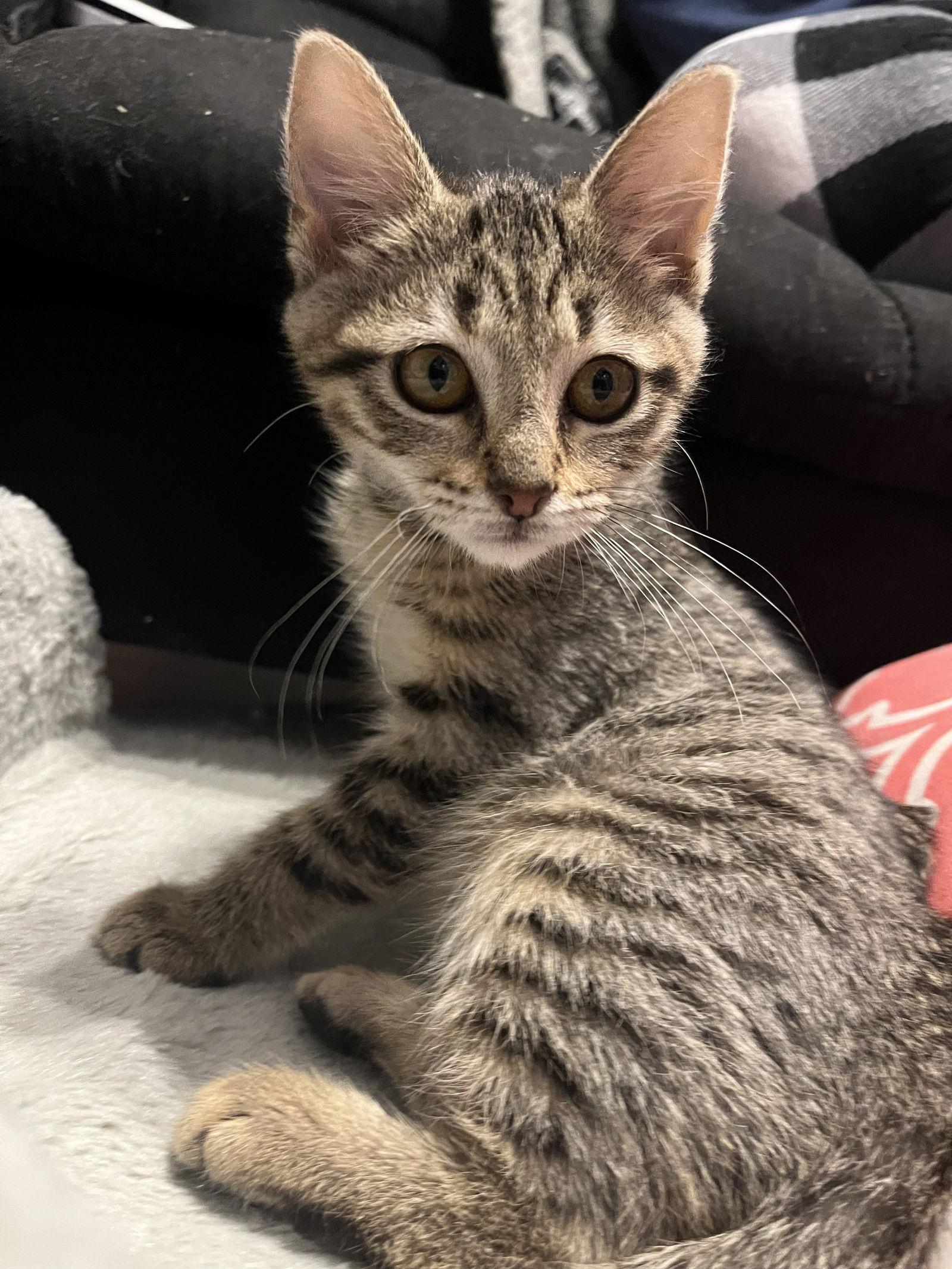 Tinker, Adoptable, Adult Female Domestic Short Hair.