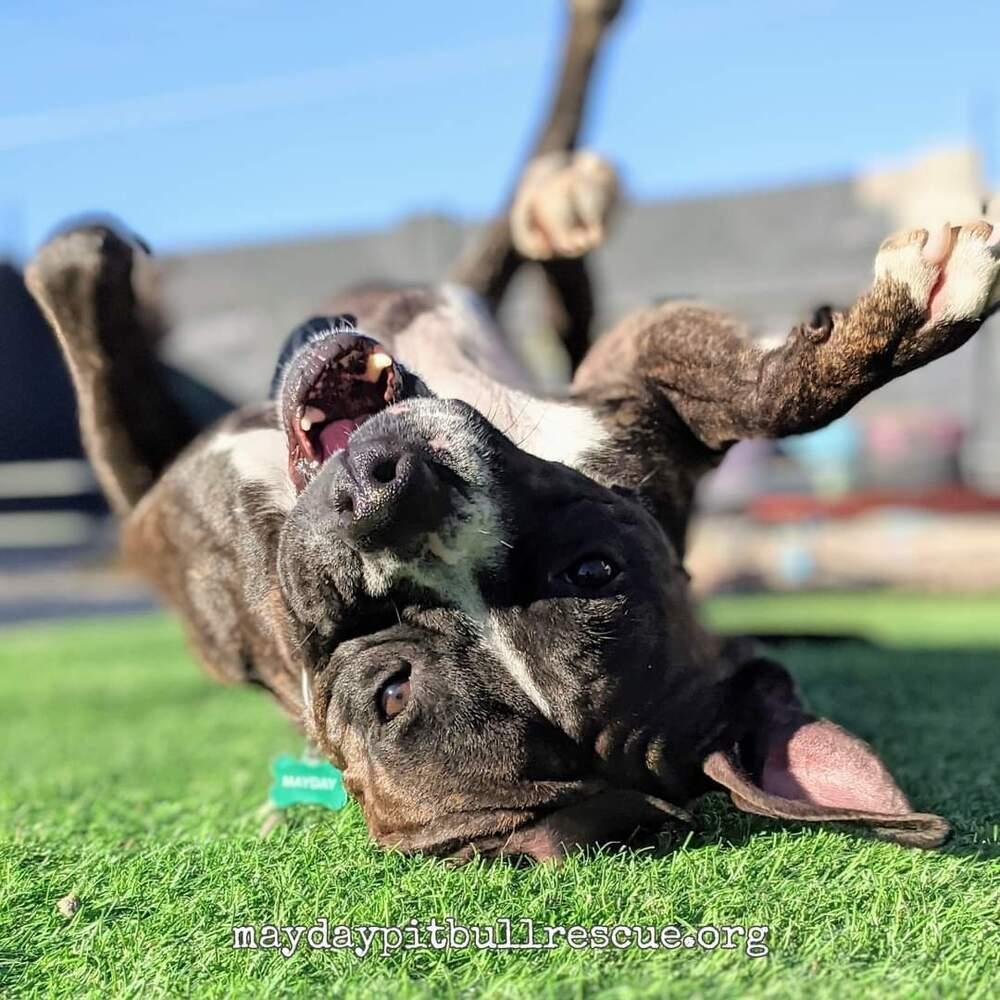 Enlarge Boone, a Adoptable mixed breed in Phoenix, AZ image 1/6