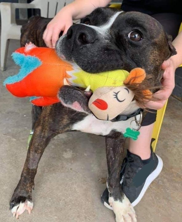 Enlarge Boone, a Adoptable mixed breed in Phoenix, AZ image 2/6