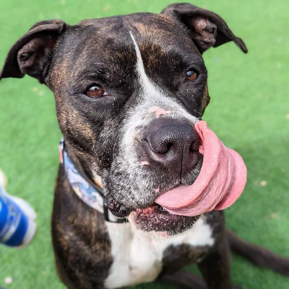 Enlarge Boone, a Adoptable mixed breed in Phoenix, AZ image 3/6