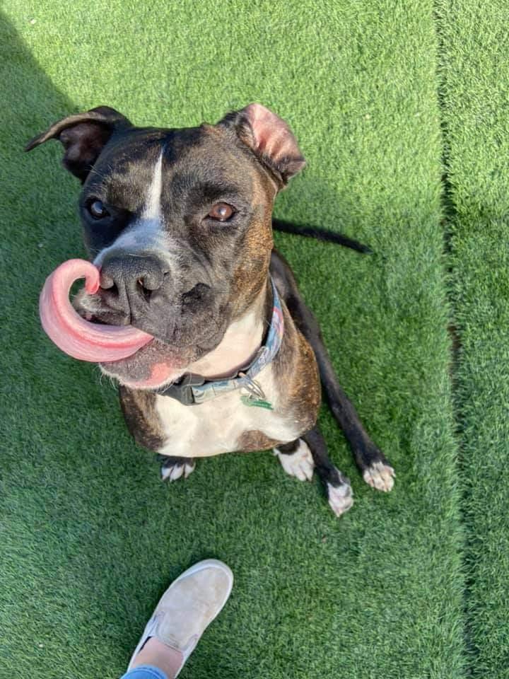 Enlarge Boone, a Adoptable mixed breed in Phoenix, AZ image 4/6