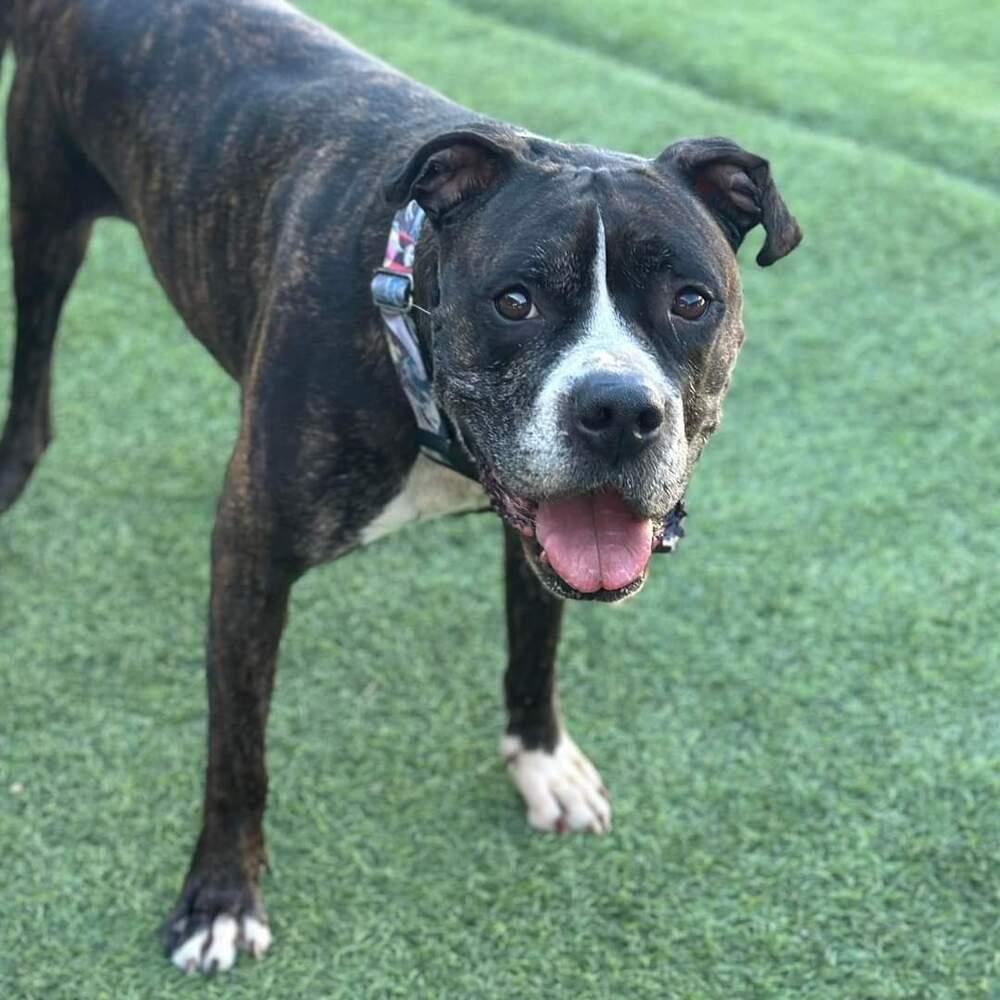 Boone, Adoptable, Adult Male Boxer.