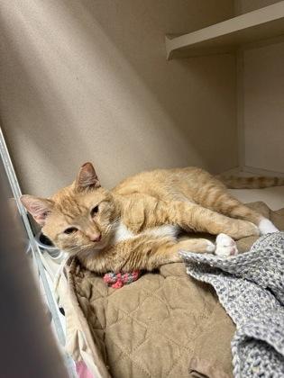 Simba, Adoptable, Young Male Domestic Short Hair & Domestic Short Hair.
