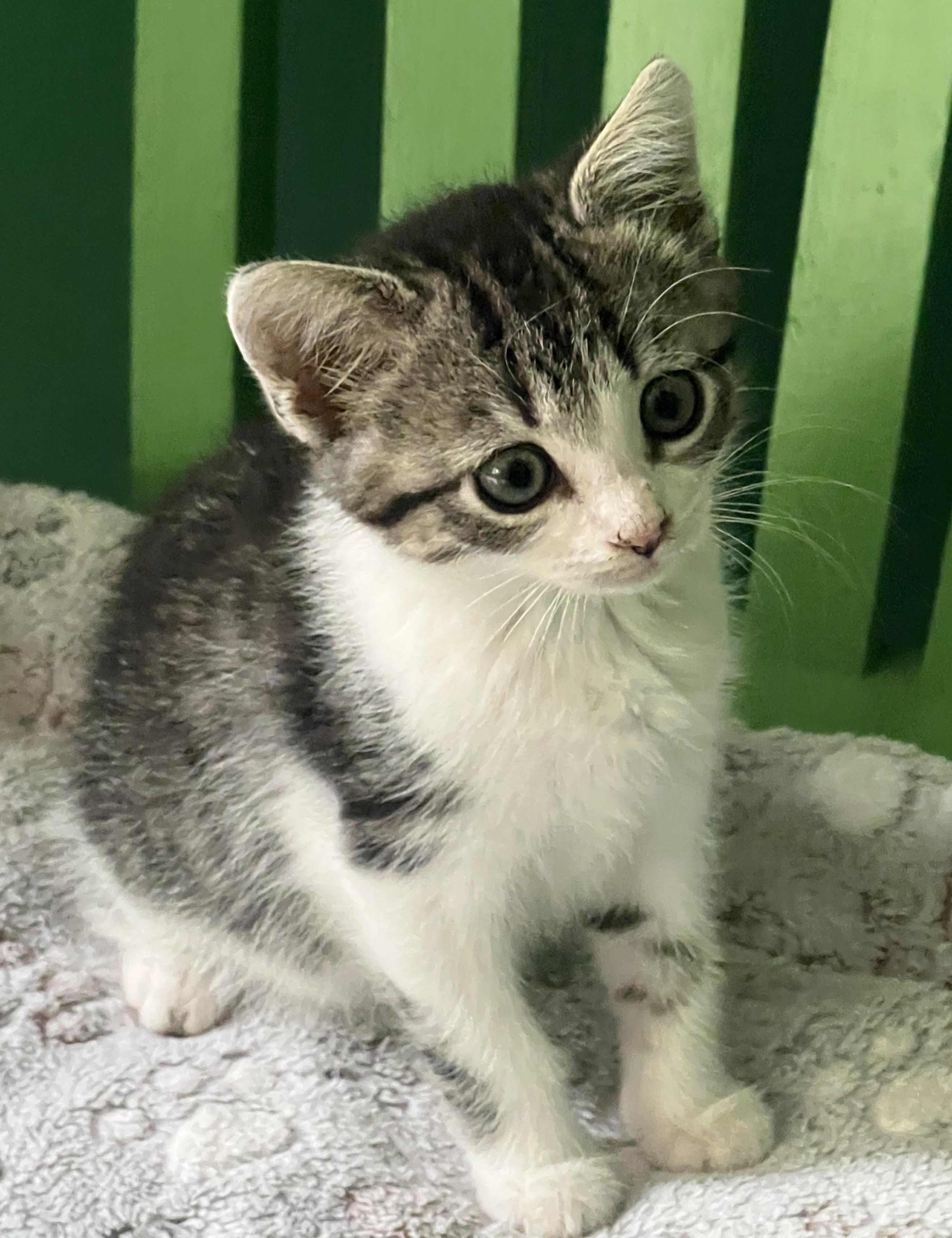 Sporran, a ADOPTABLE Domestic Short Hair in Breinigsville, PA image 2/2