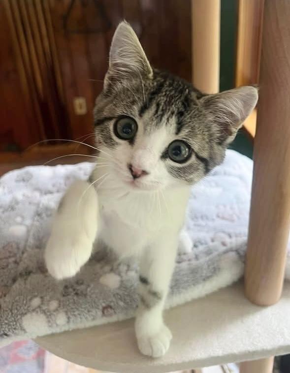 Sporran, a ADOPTABLE Domestic Short Hair in Breinigsville, PA image 1/2