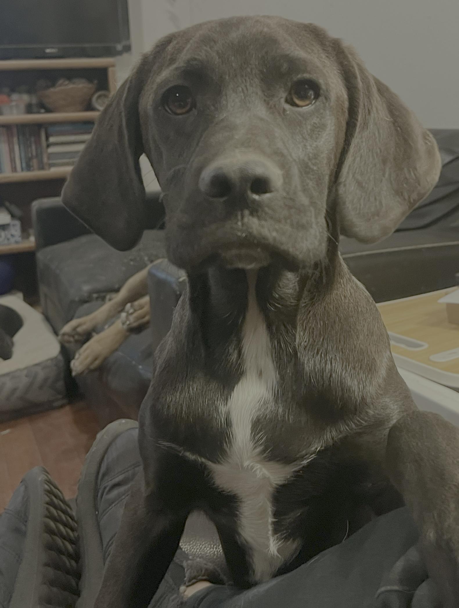 Enlarge Blueberry Pie, a Adoptable mixed breed in Longmont, CO image 3/3