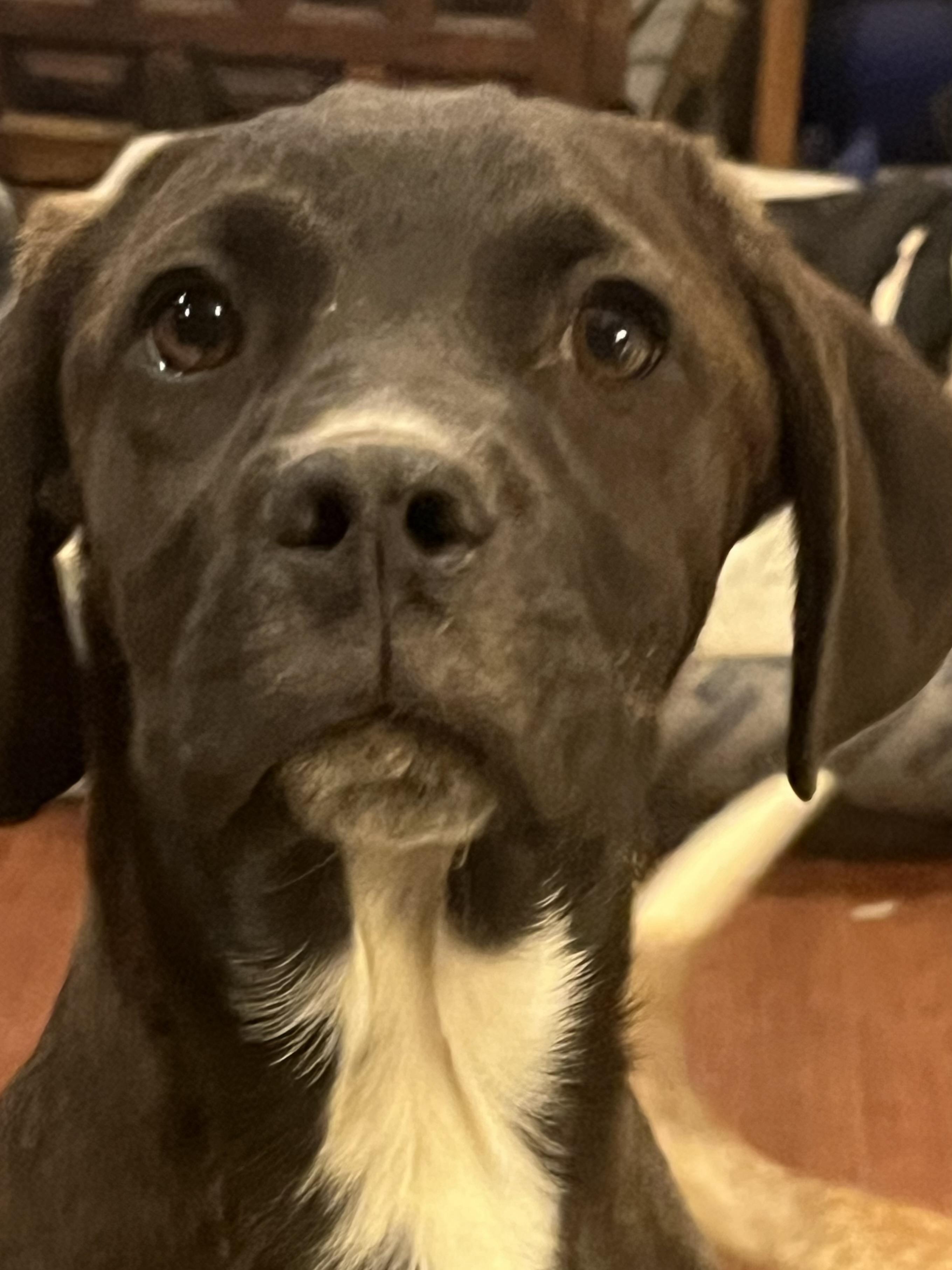 Enlarge Blueberry Pie, a Adoptable mixed breed in Longmont, CO image 2/3