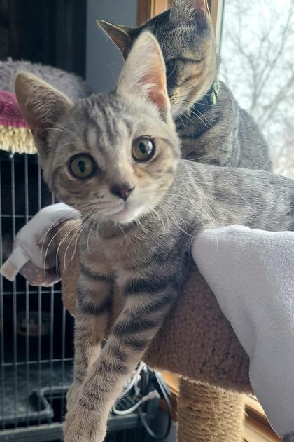 Enlarge Leonardo Da Vinci, a Adoptable Domestic Short Hair in Verona, WI image 1/3