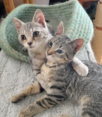 Enlarge Leonardo Da Vinci, a Adoptable Domestic Short Hair in Verona, WI image 2/3