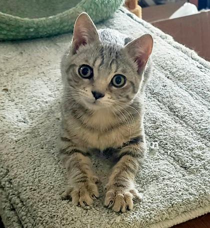 Enlarge Leonardo Da Vinci, a Adoptable Domestic Short Hair in Verona, WI image 3/3