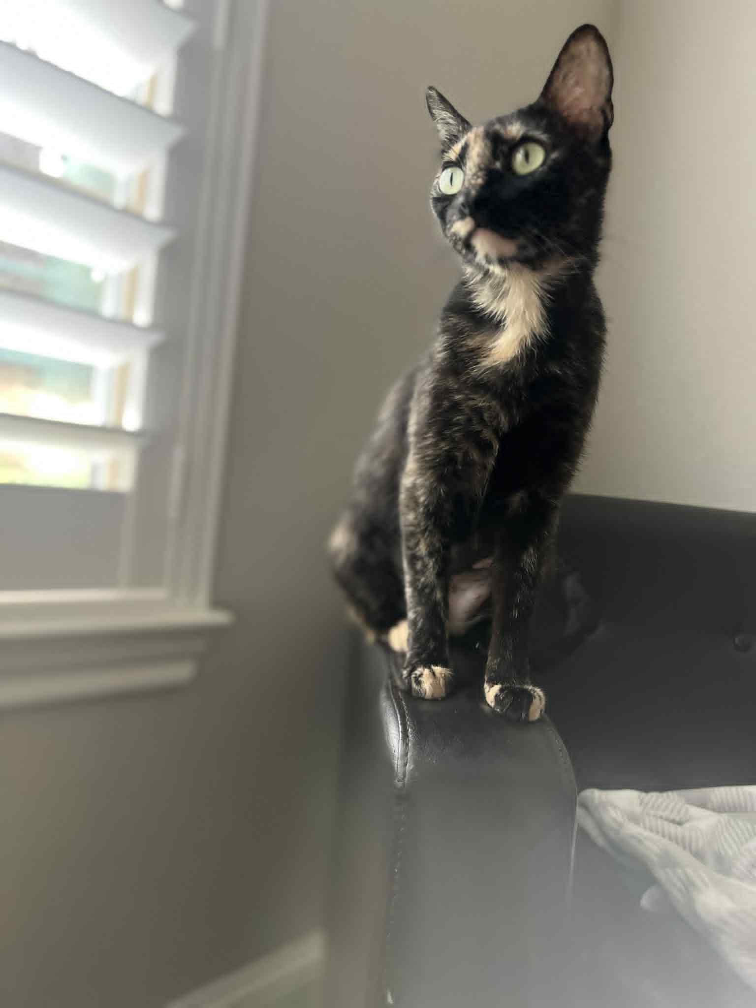 Luna, Young Female unknown