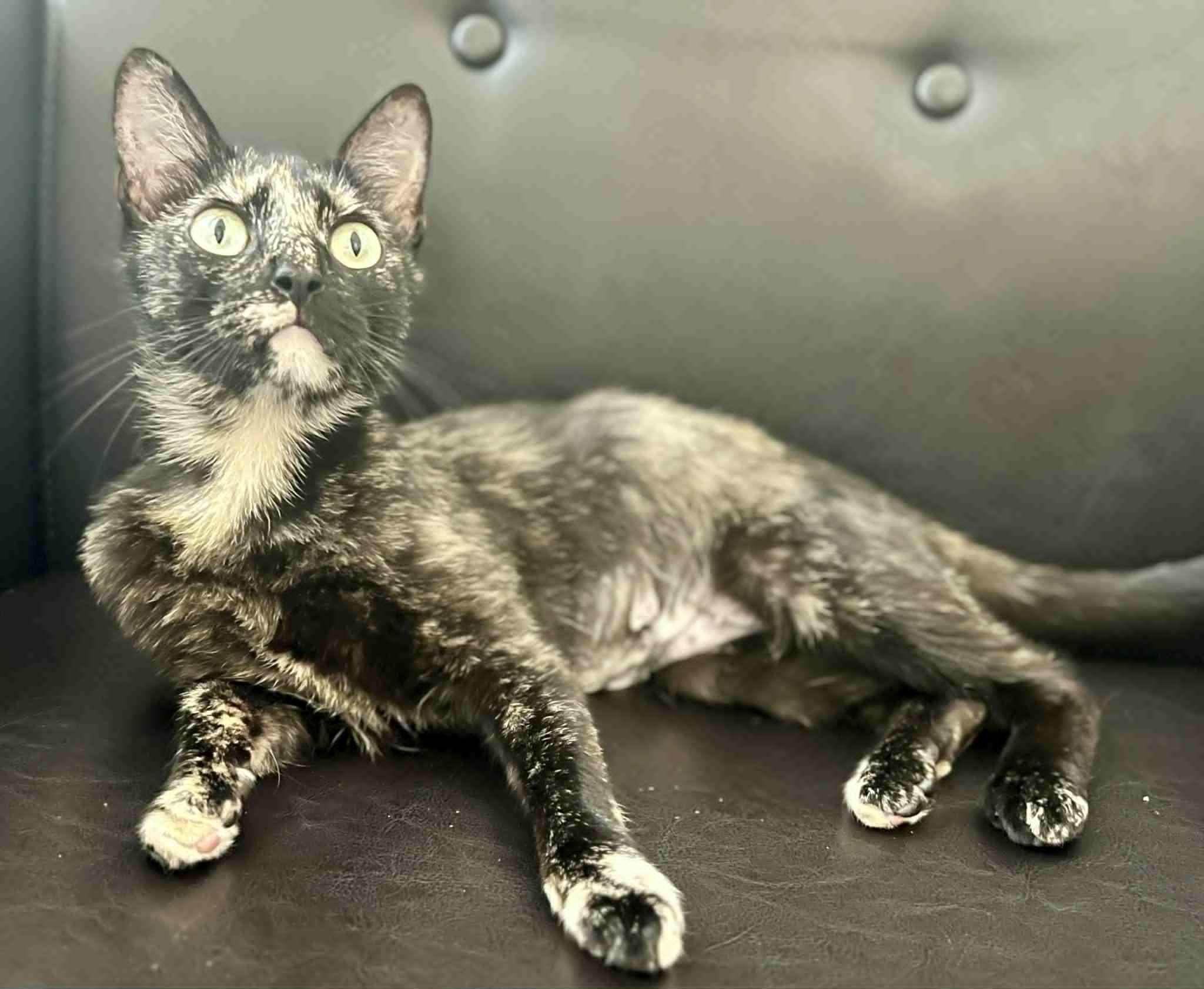 Luna photo 3