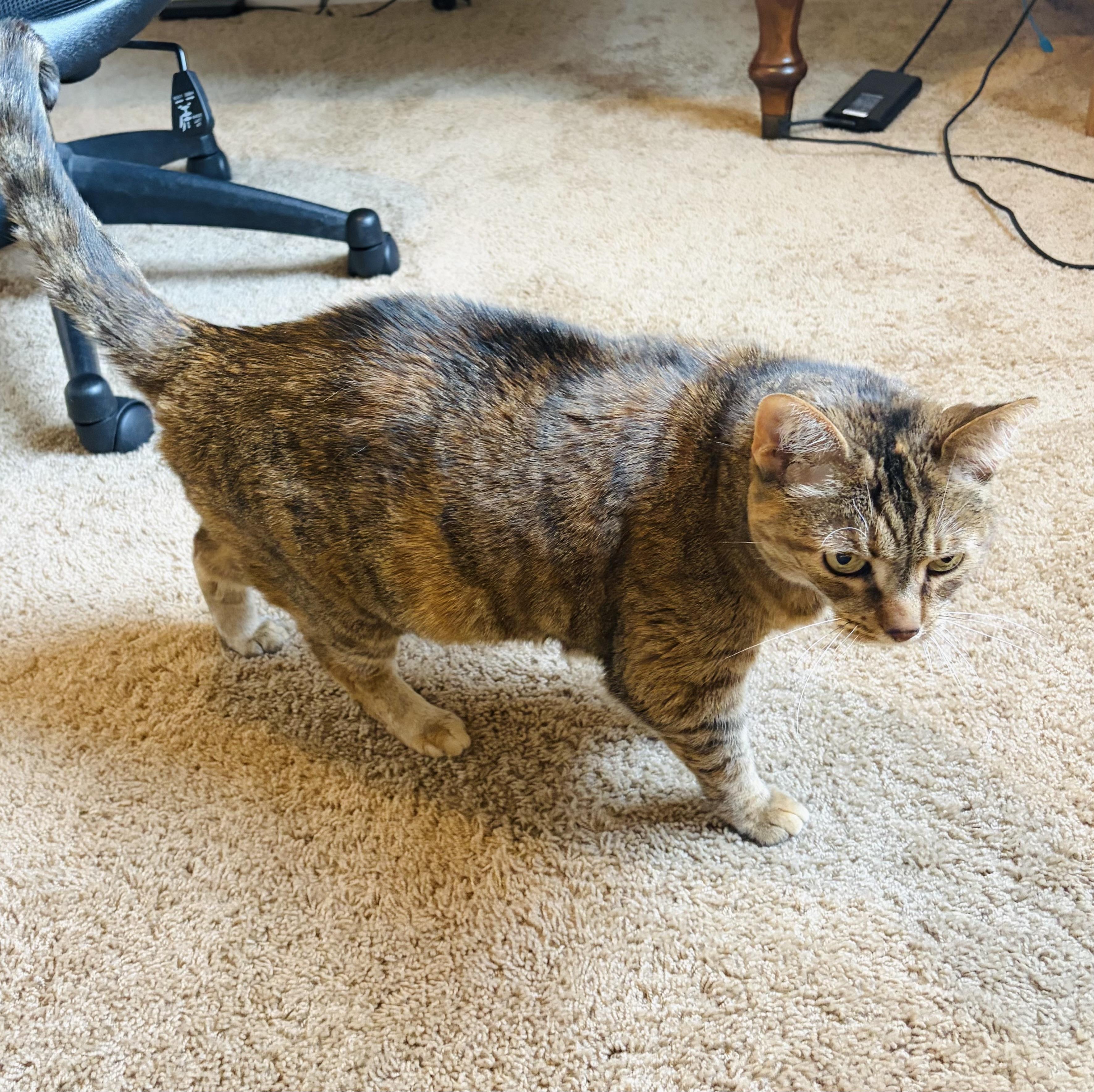 Enlarge Eppy (sweet girl) watch video, a Adoptable Domestic Short Hair in New SMyrna Beach, FL image 3/4