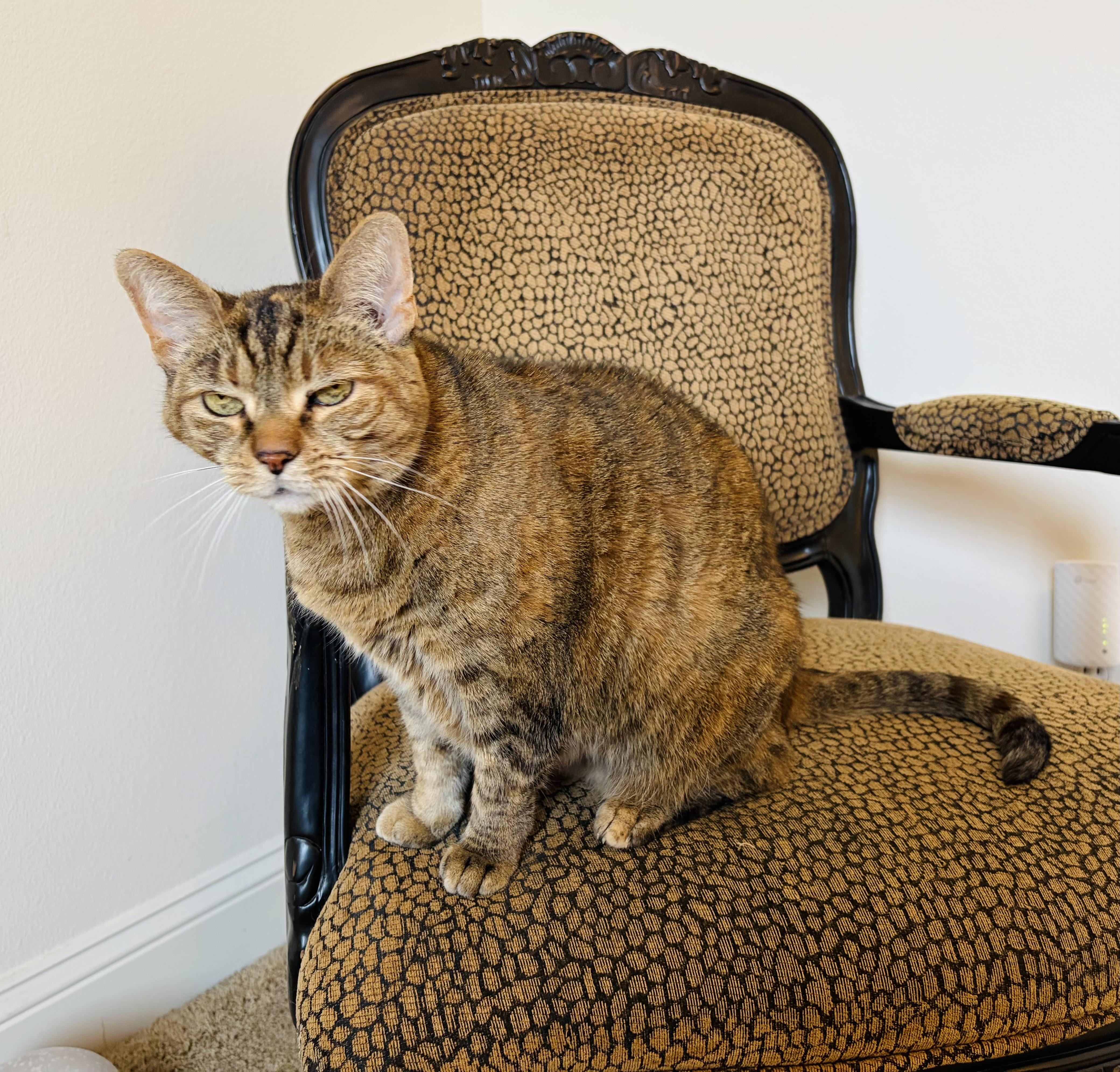 Enlarge Eppy (sweet girl) watch video, a Adoptable Domestic Short Hair in New SMyrna Beach, FL image 2/4