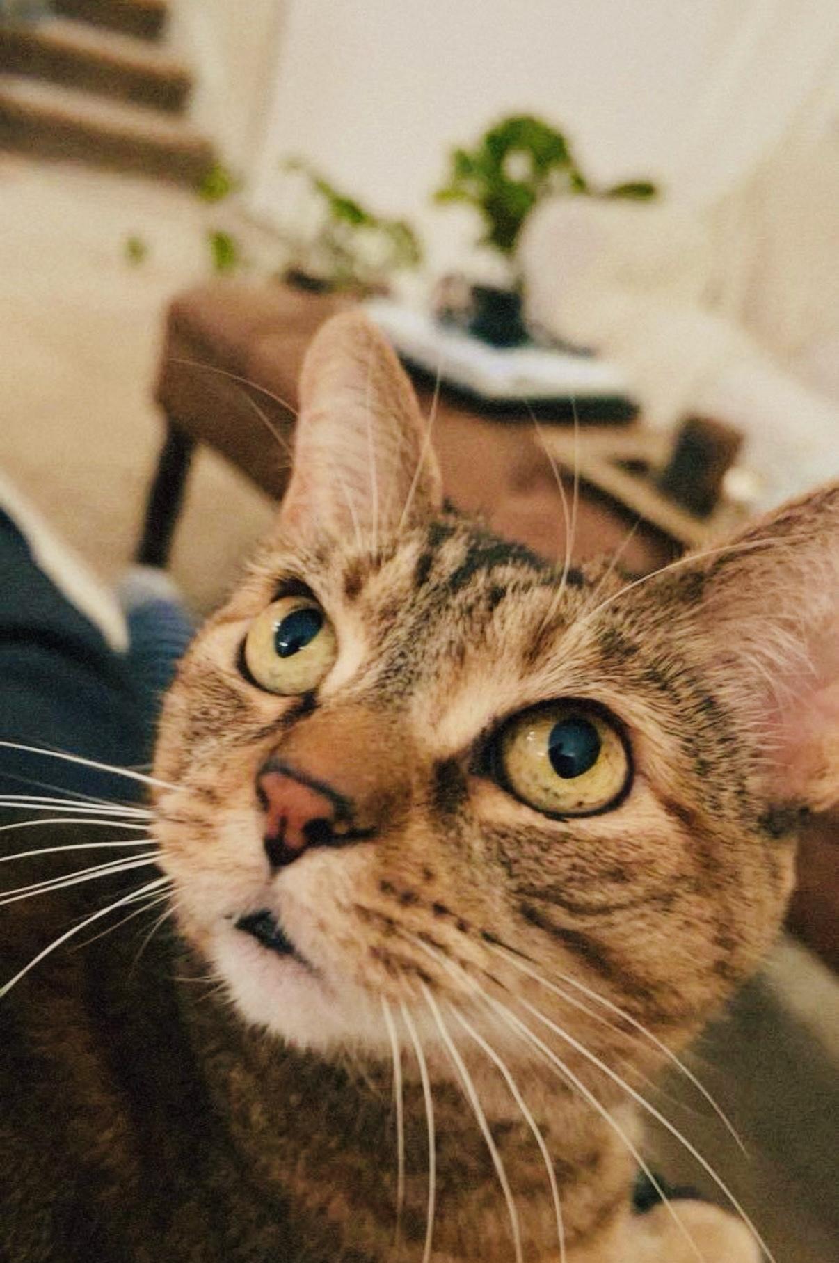 Enlarge Eppy (sweet girl) watch video, a Adoptable Domestic Short Hair in New SMyrna Beach, FL image 1/4