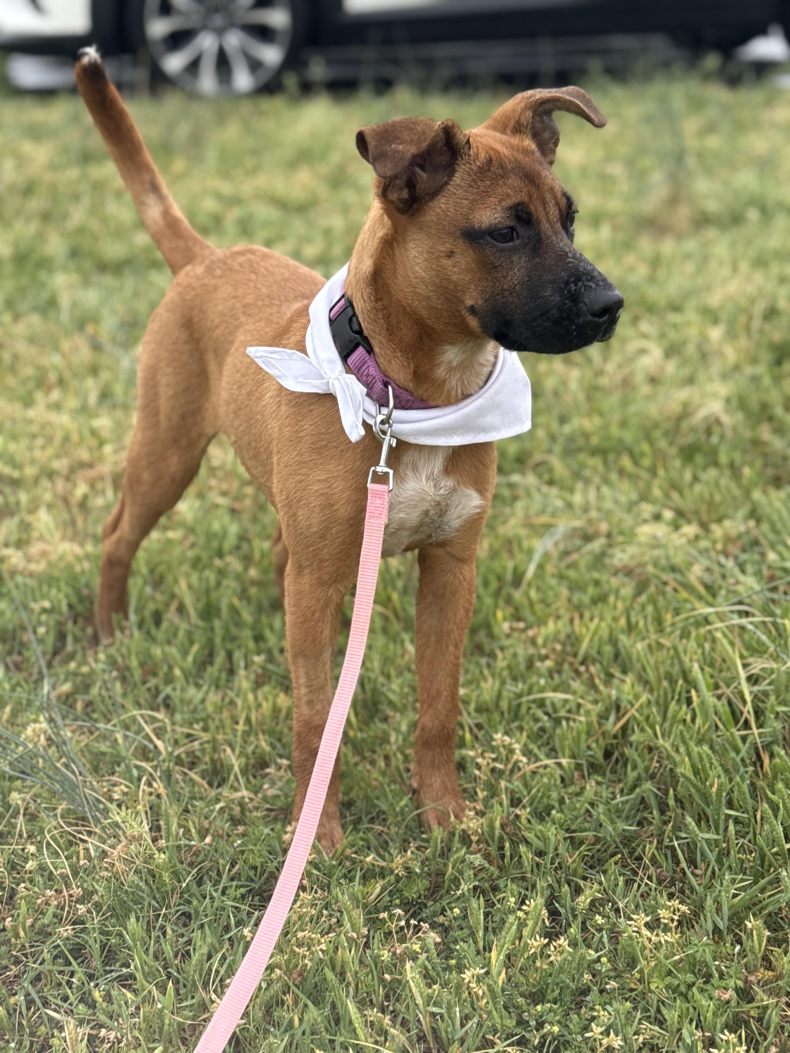 Poppy, a Adoptable mixed breed in Murray, KY image 2/6