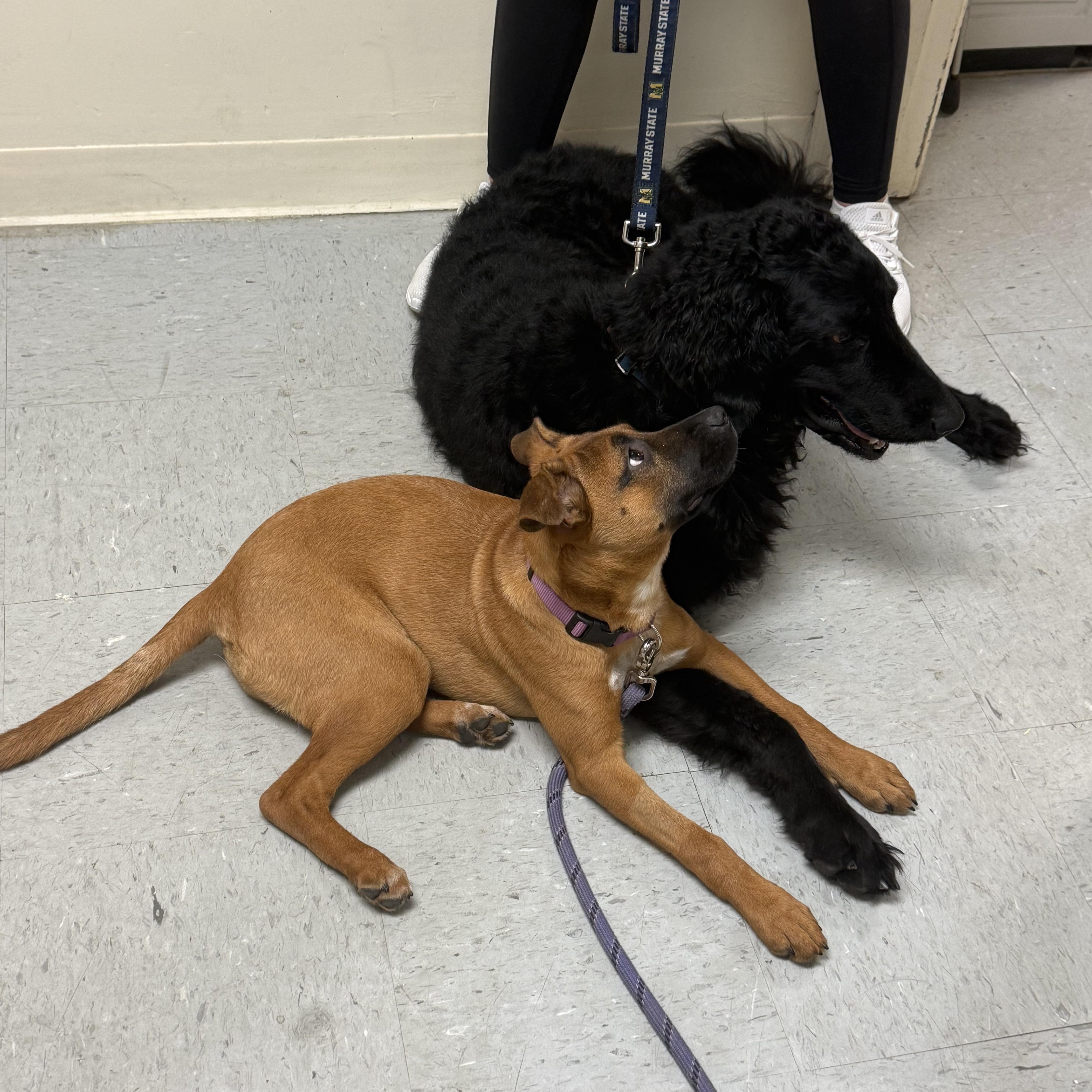 Poppy, a Adoptable mixed breed in Murray, KY image 5/6