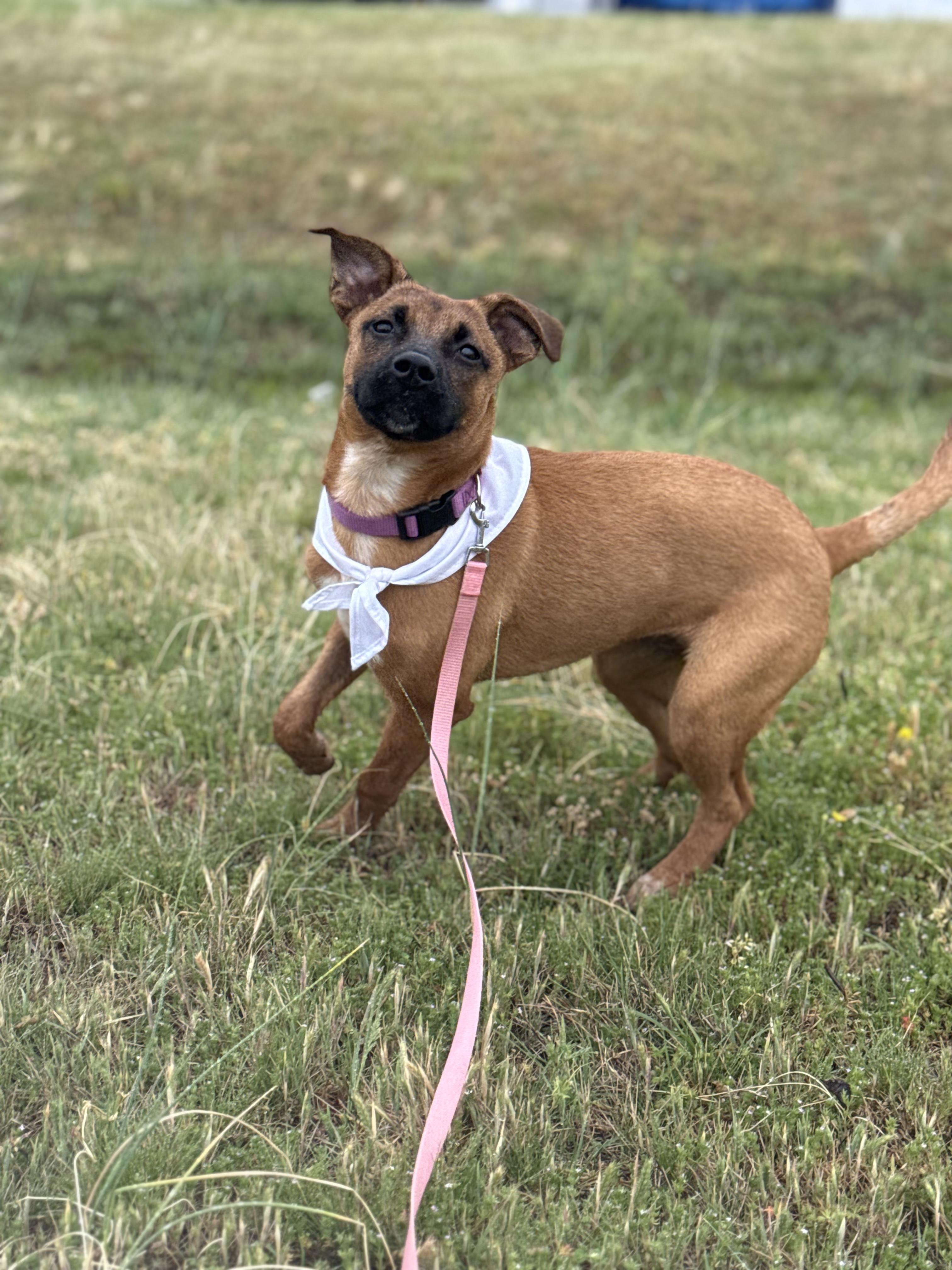Poppy, a Adoptable mixed breed in Murray, KY image 4/6