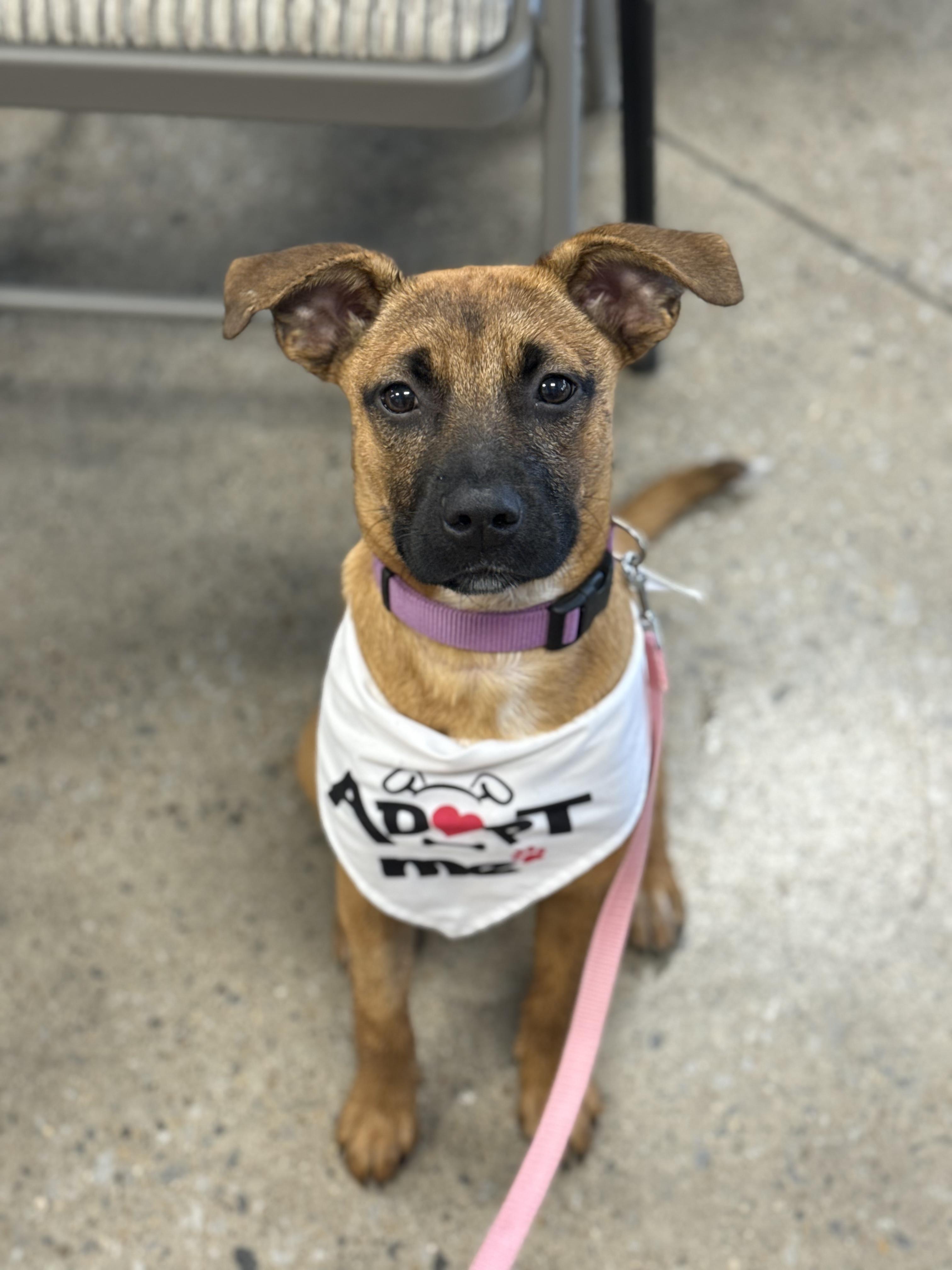 Poppy, Adoptable, Puppy Female Mixed Breed.