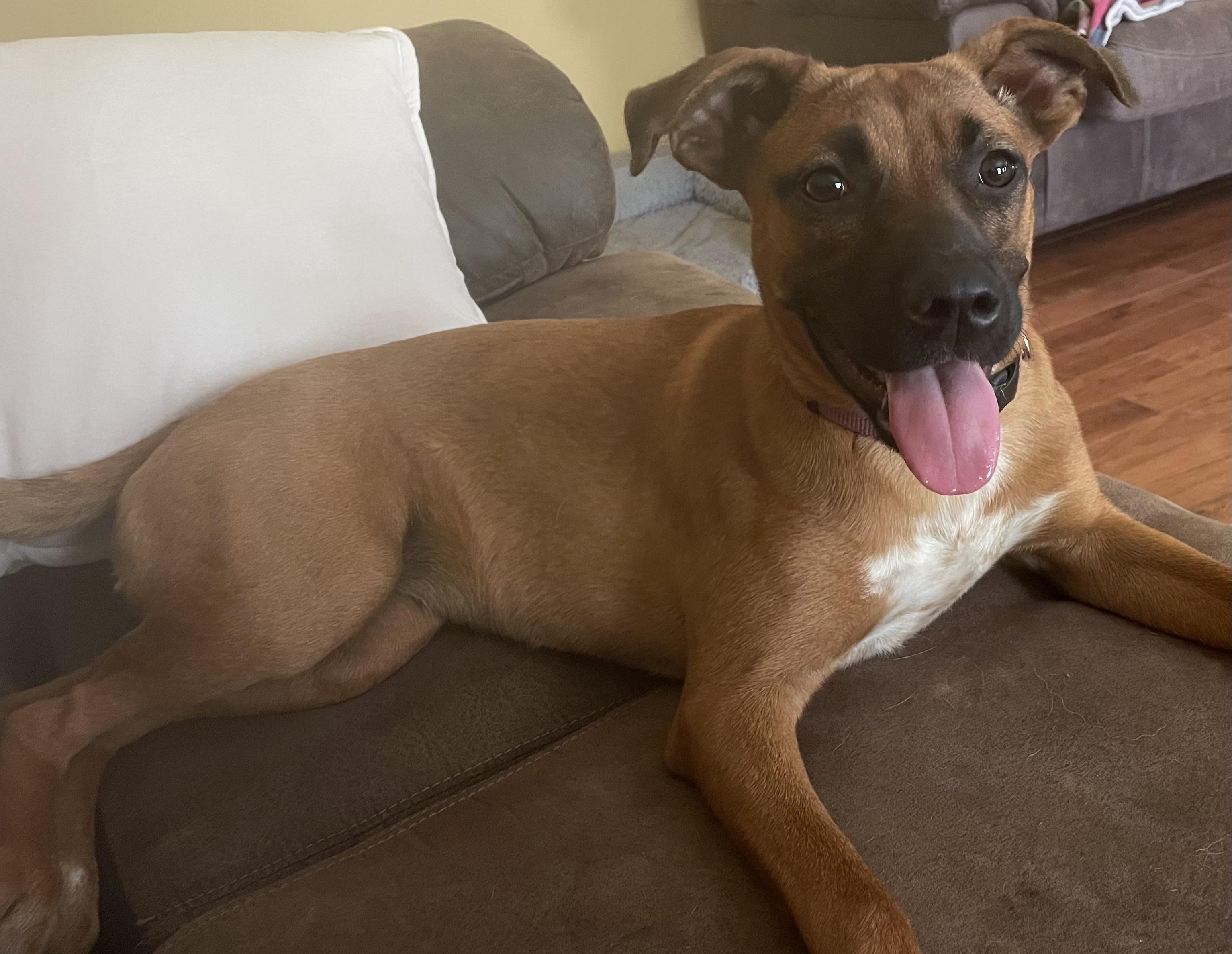 Enlarge Poppy, a Adoptable mixed breed in Murray, KY image 2/6