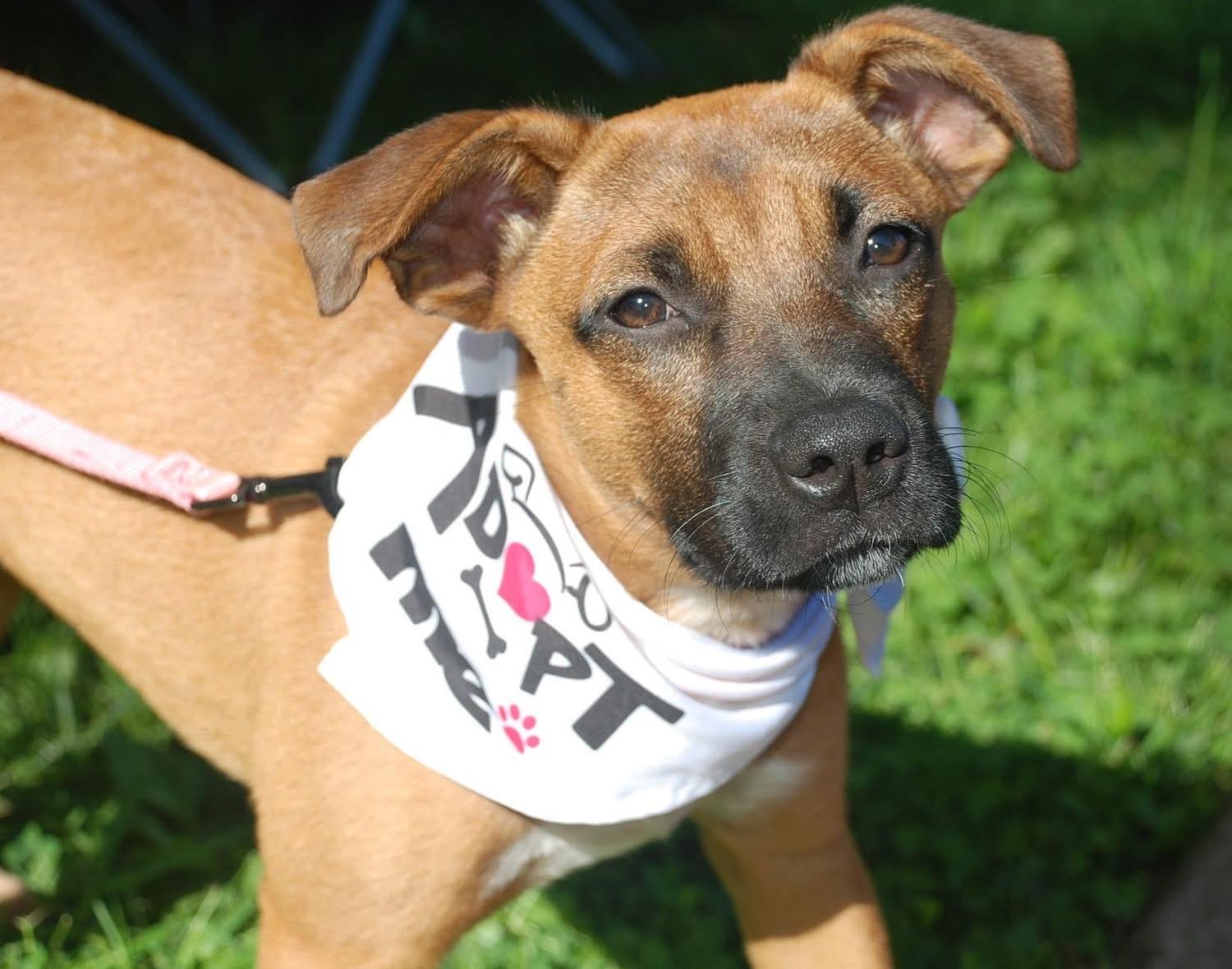 Poppy, a Adoptable mixed breed in Murray, KY image 3/6