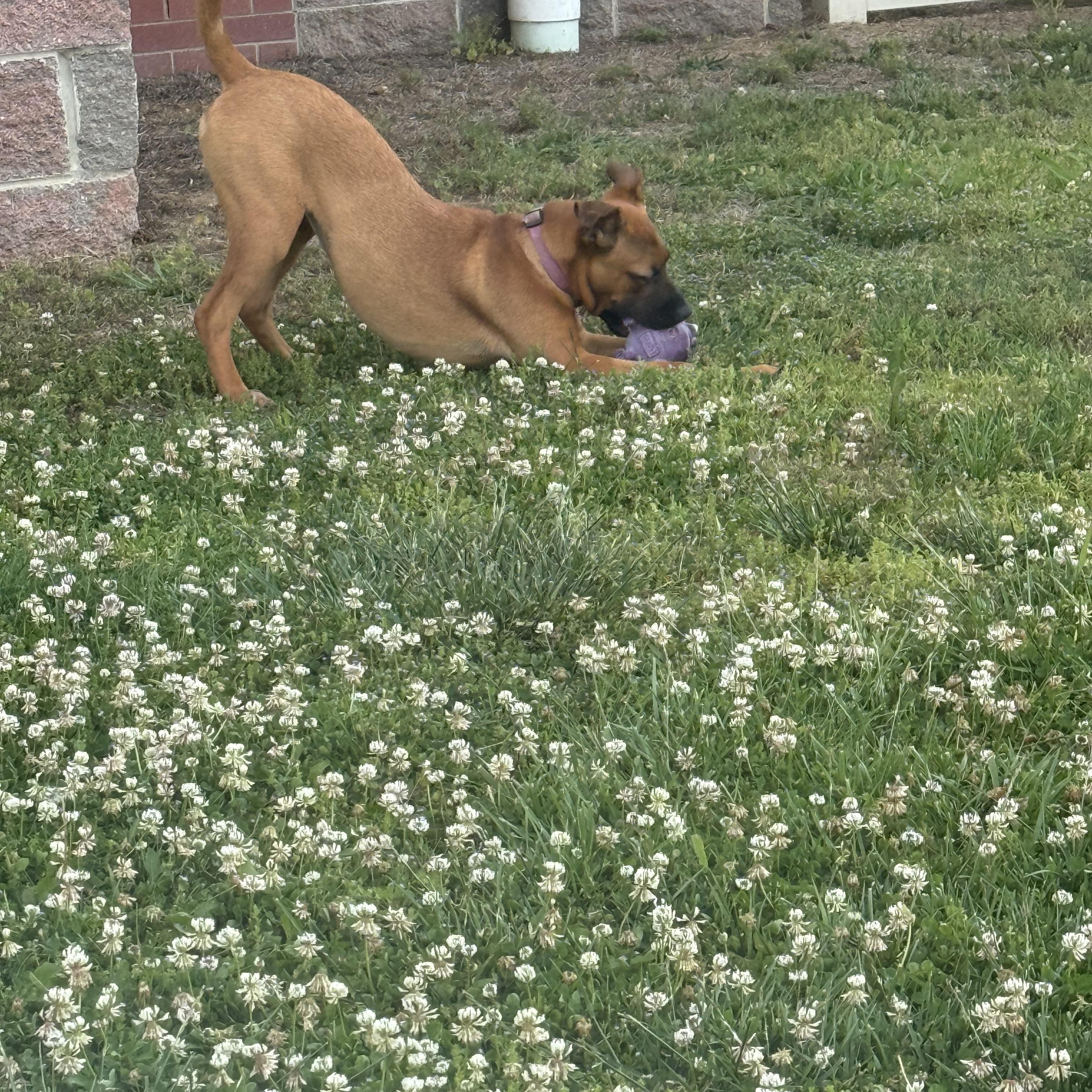 Poppy, a Adoptable mixed breed in Murray, KY image 6/6