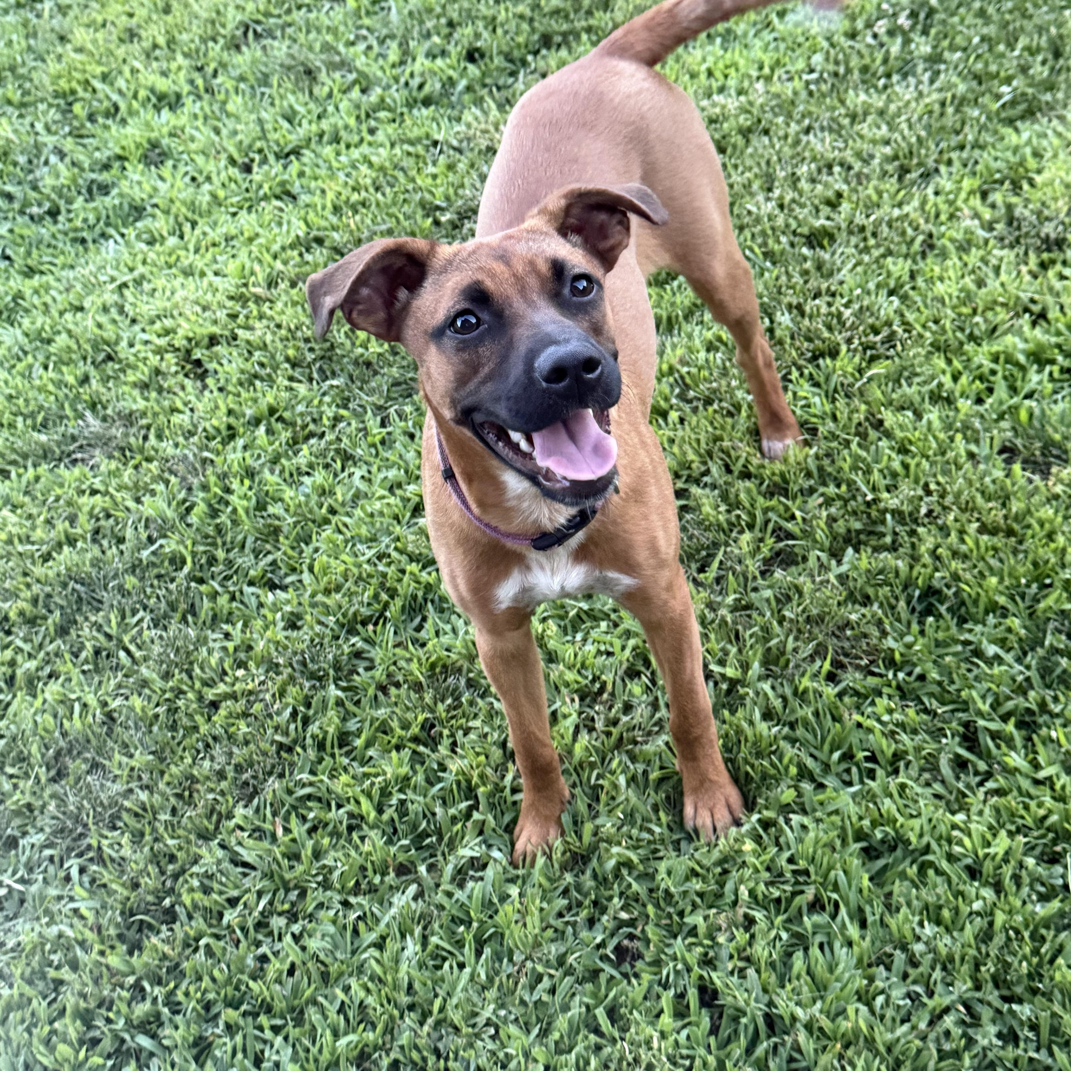 Poppy, Adoptable, Puppy Female Mixed Breed.