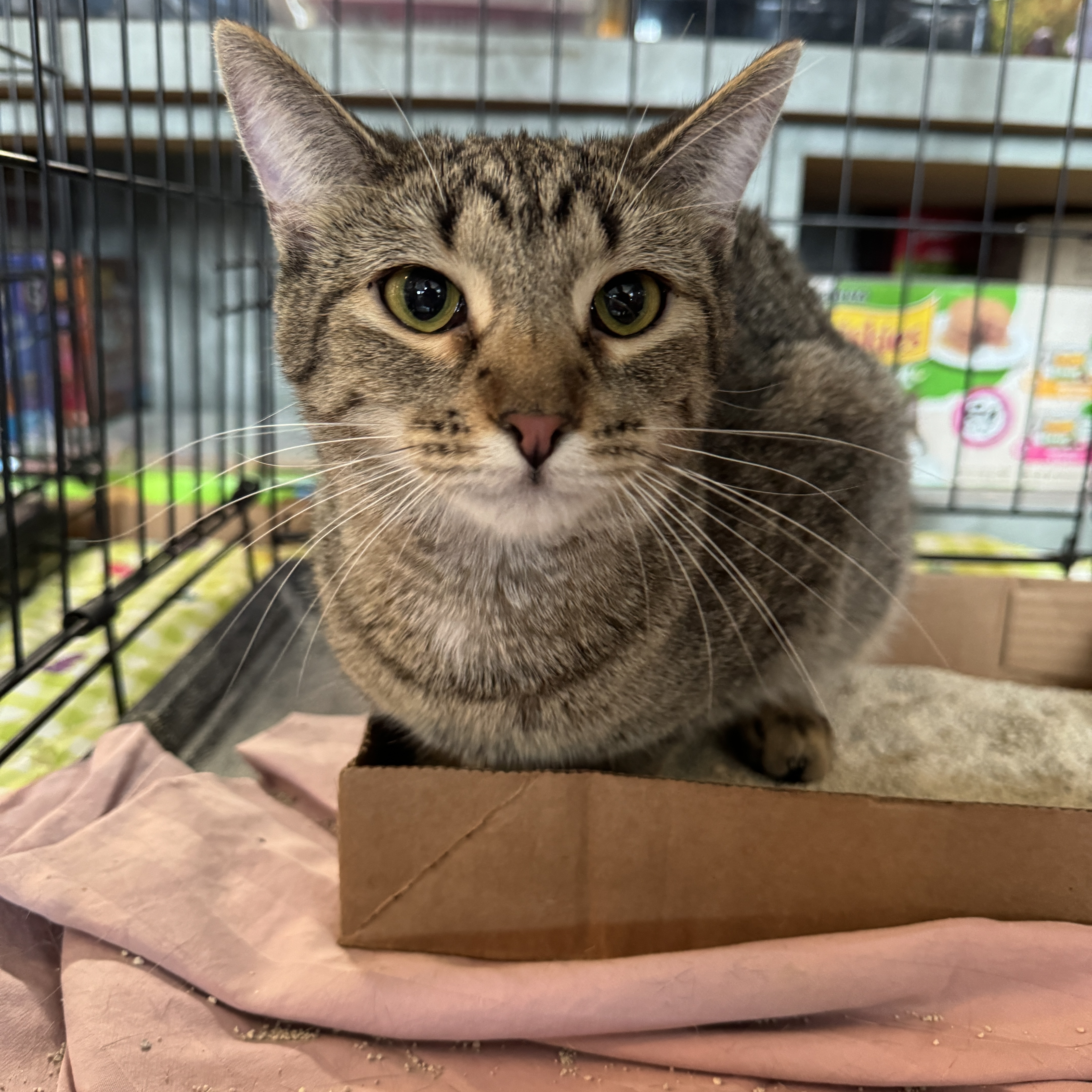 Brizo, Adoptable, Young Female Domestic Short Hair.