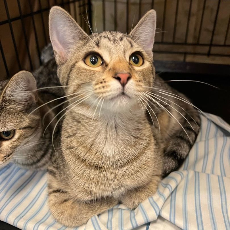 Brizo, a Adoptable Domestic Short Hair in Mokena, IL image 6/10