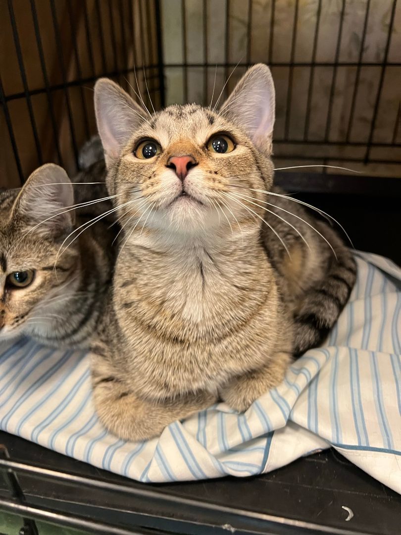 Enlarge Brizo, a Adoptable Domestic Short Hair in Mokena, IL image 7/10