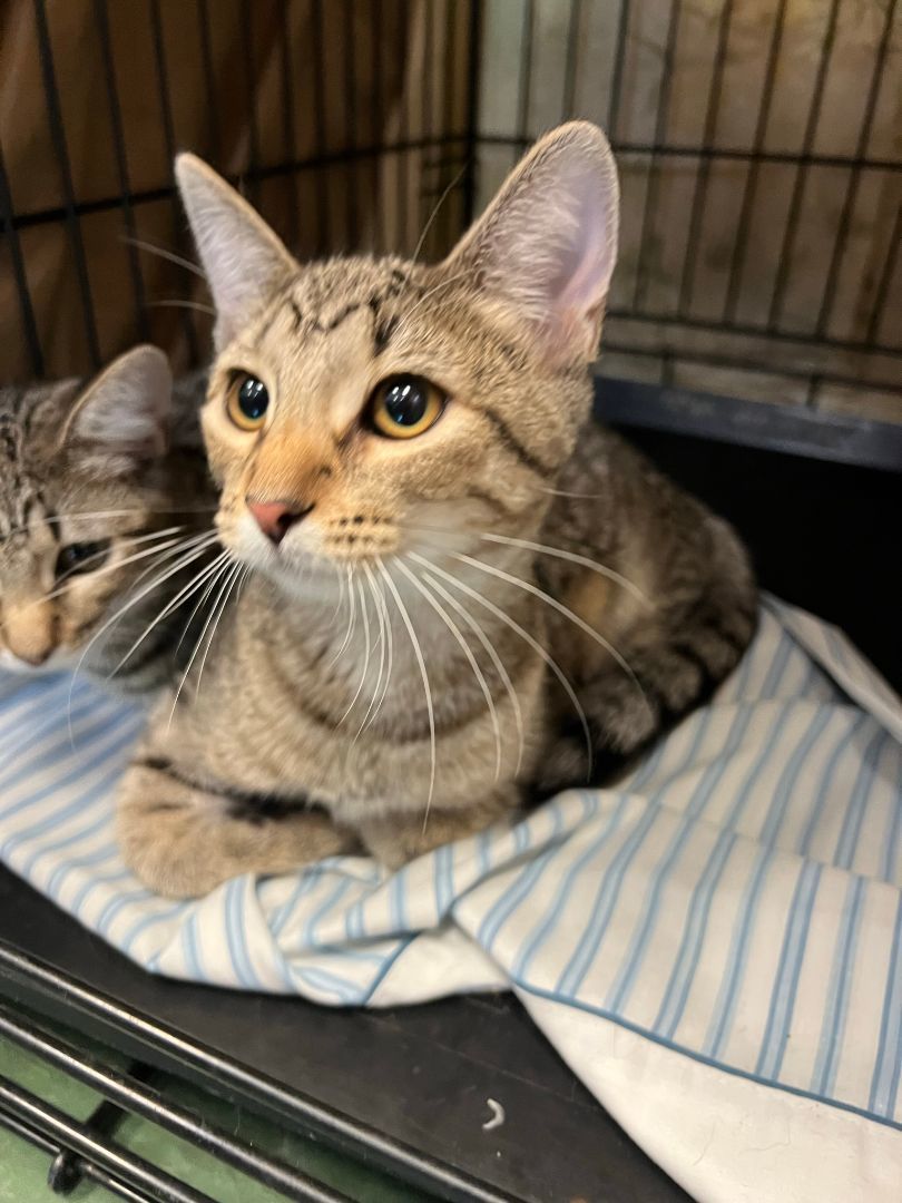 Enlarge Brizo, a Adoptable Domestic Short Hair in Mokena, IL image 8/10