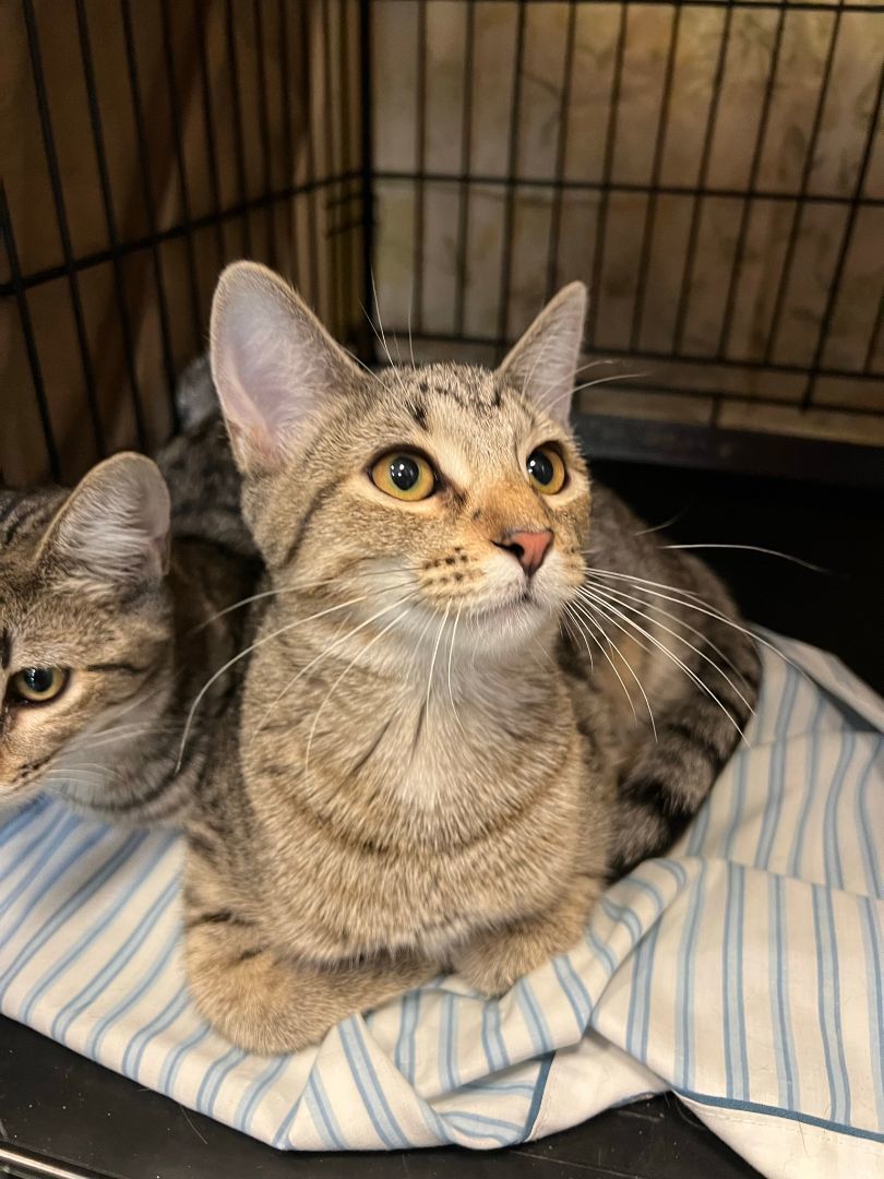Enlarge Brizo, a Adoptable Domestic Short Hair in Mokena, IL image 9/10