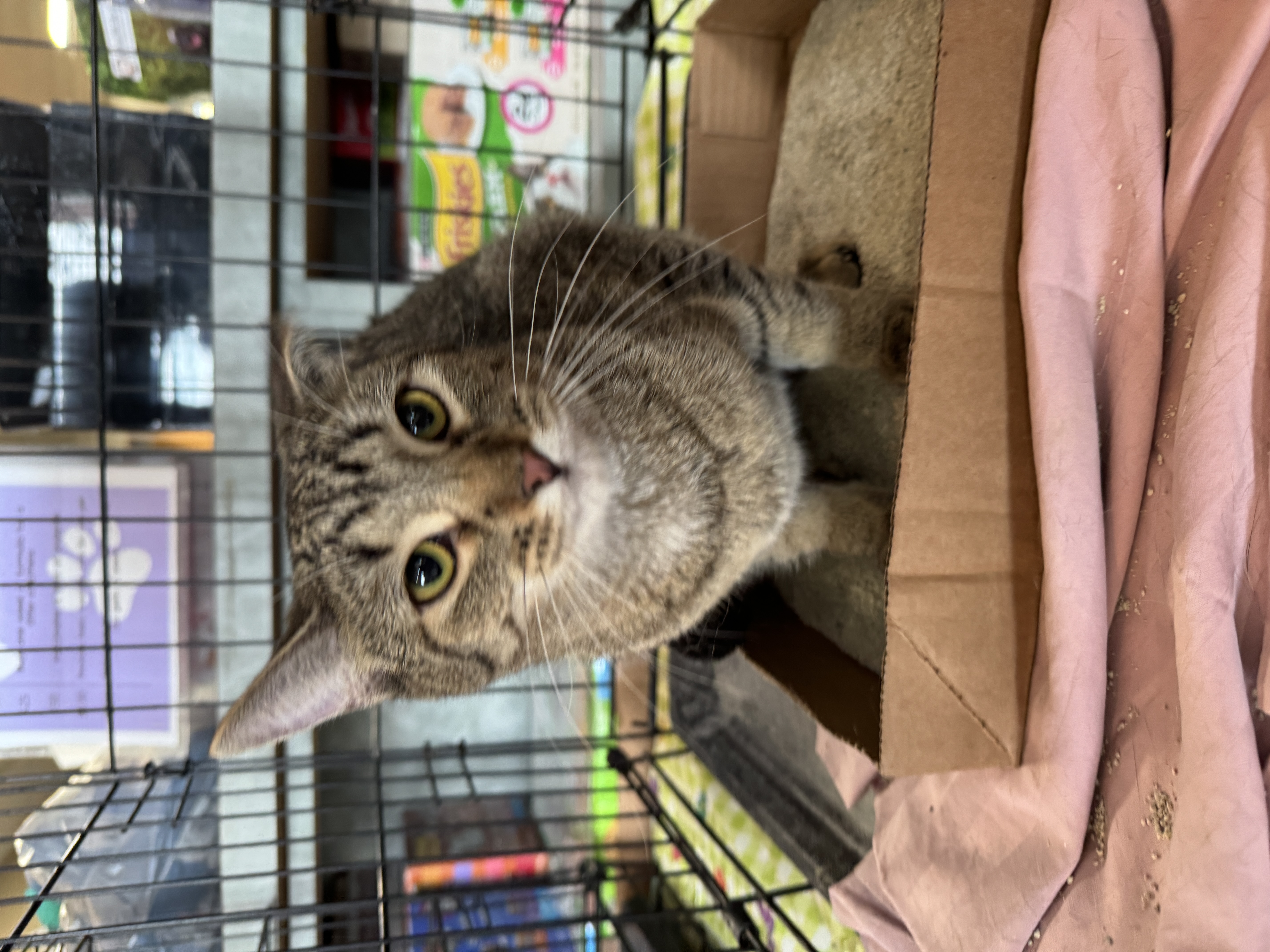 Enlarge Brizo, a Adoptable Domestic Short Hair in Mokena, IL image 10/10