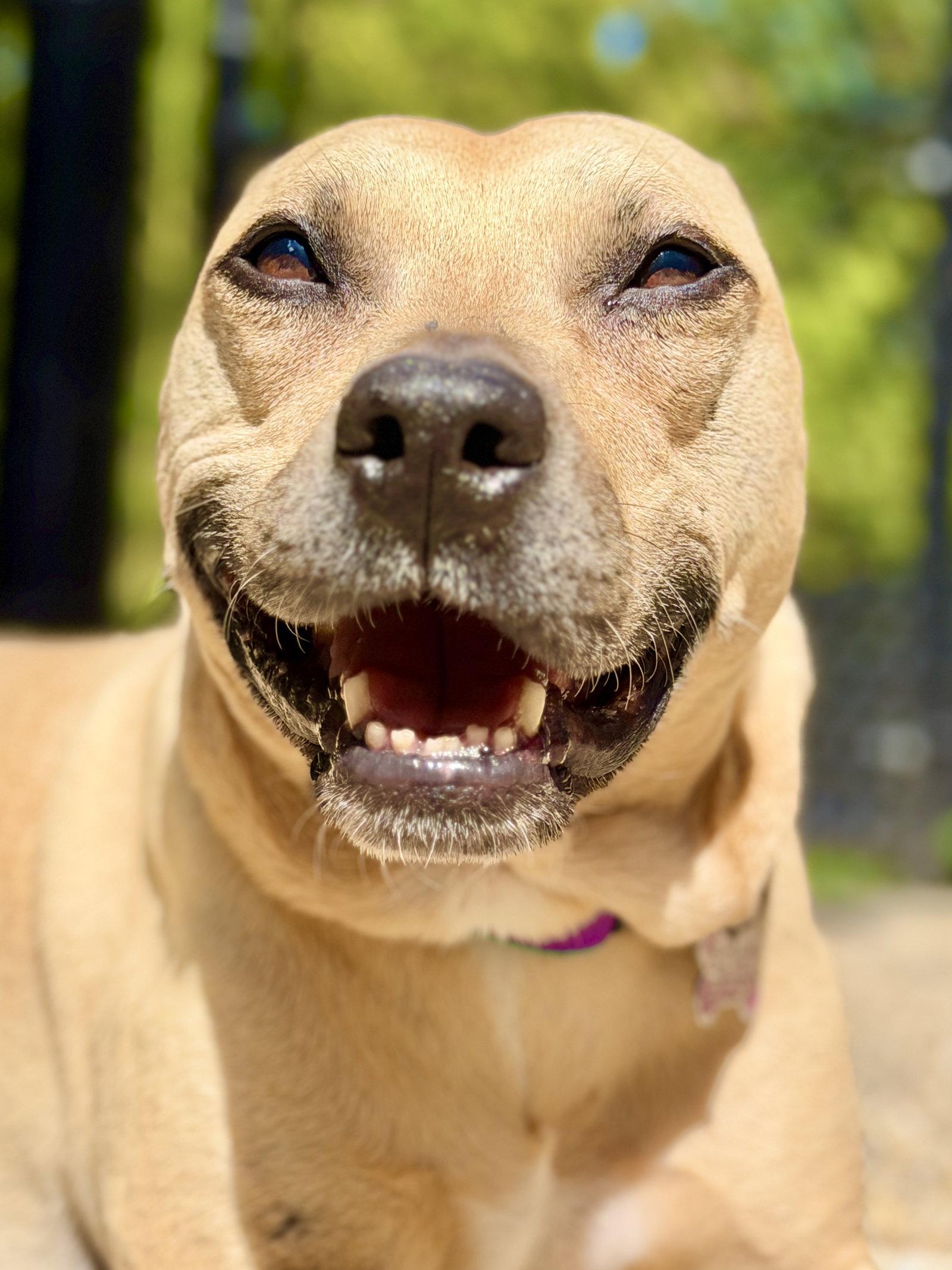 Enlarge Dakota, a Adoptable Pit Bull Terrier in West Cornwall, CT image 1/3