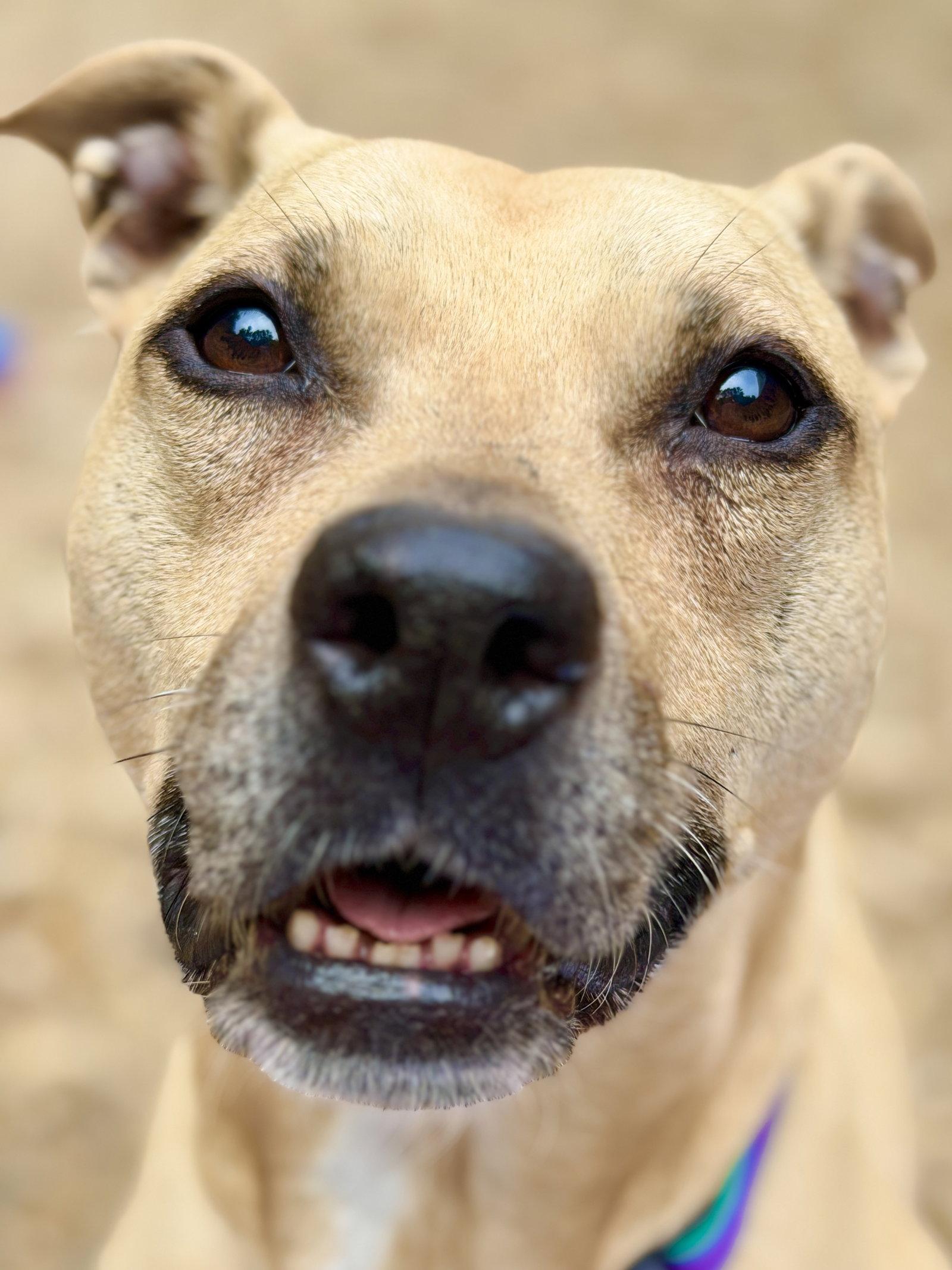 Enlarge Dakota, a Adoptable Pit Bull Terrier in West Cornwall, CT image 2/3
