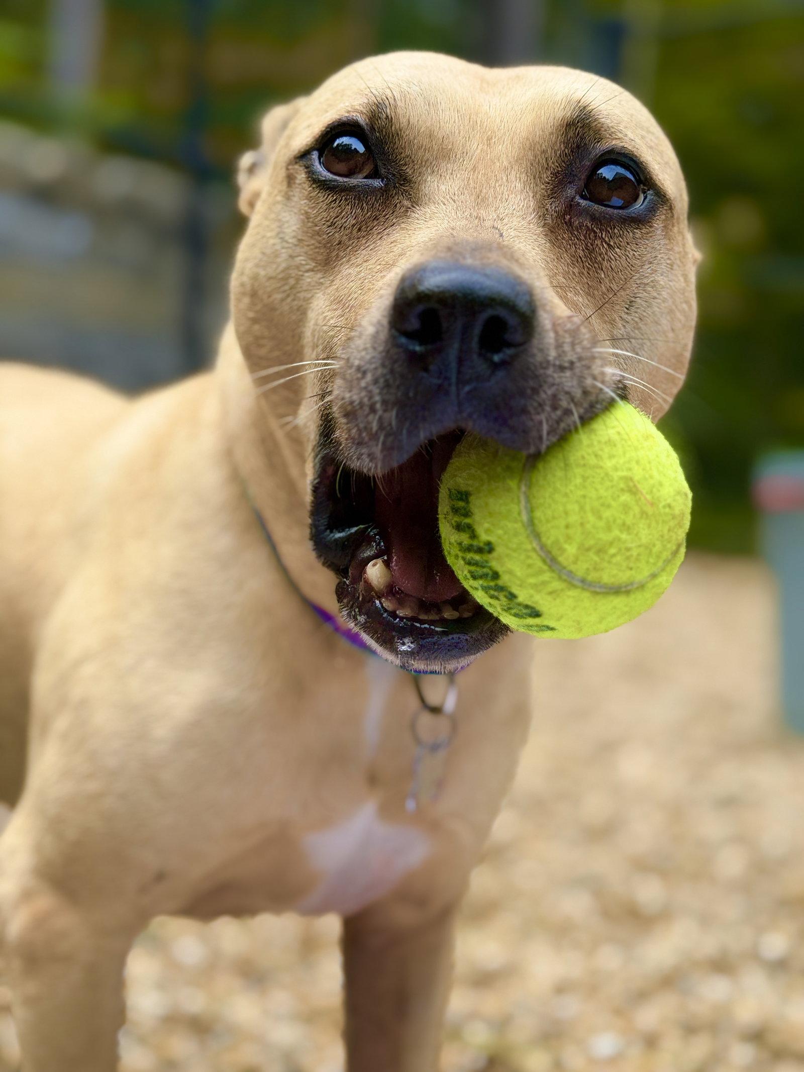 Enlarge Dakota, a Adoptable Pit Bull Terrier in West Cornwall, CT image 3/3