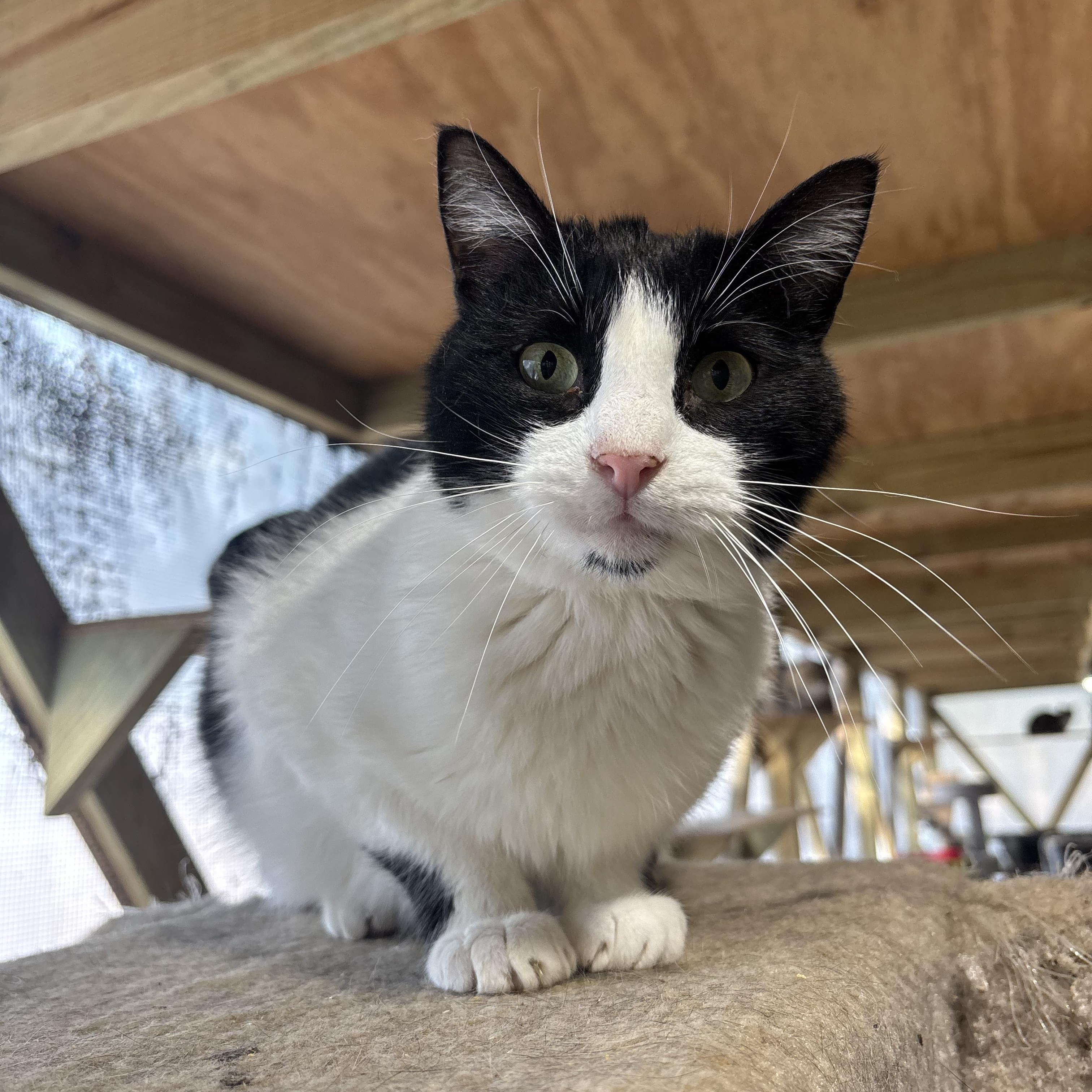 Rosarch, an adoptable Domestic Short Hair in Pardeeville, WI, 53954 | Photo Image 3