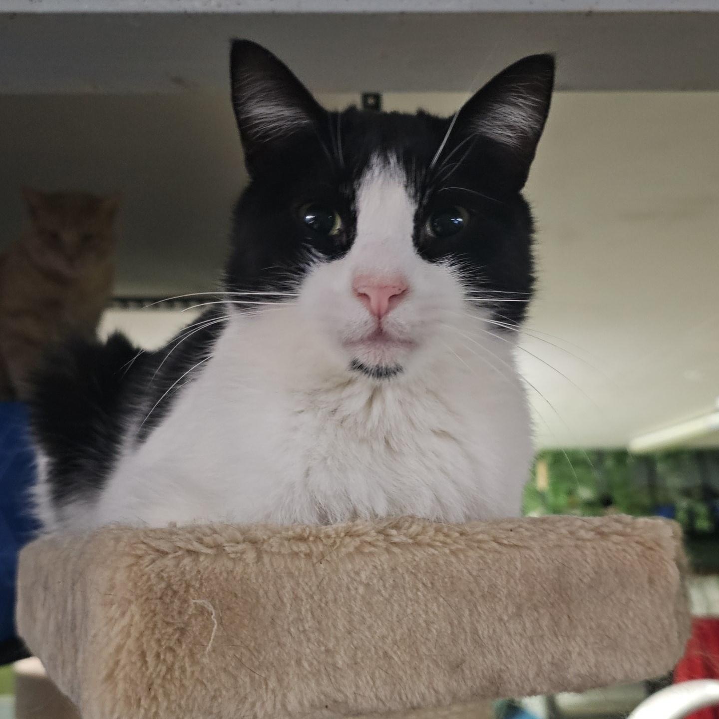 Rosarch, a Adoptable Domestic Short Hair in Pardeeville, WI image 4/4